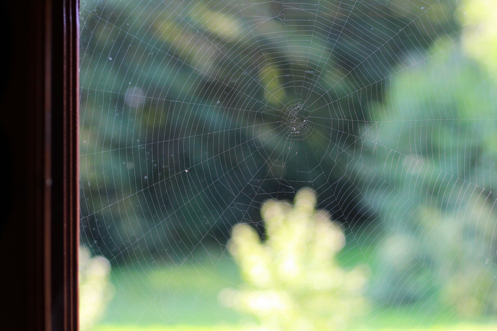 Canon EOS 100D (EOS Rebel SL1 / EOS Kiss X7) + Canon EF 50mm F1.8 STM sample photo. House, silence, spider web photography