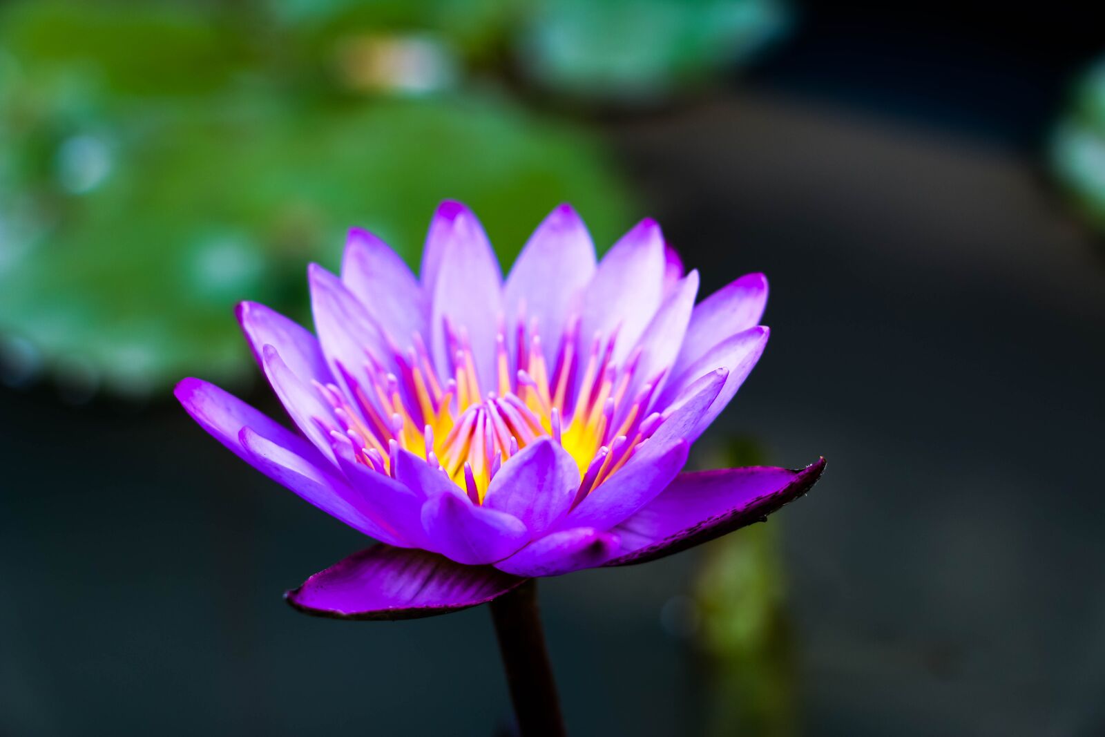 Canon EOS 70D sample photo. Flower, sri lanka, nature photography