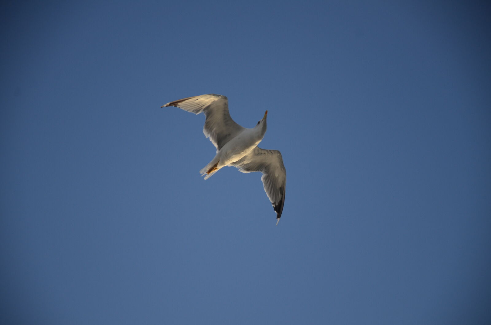 Nikon D7000 sample photo. Seagull photography