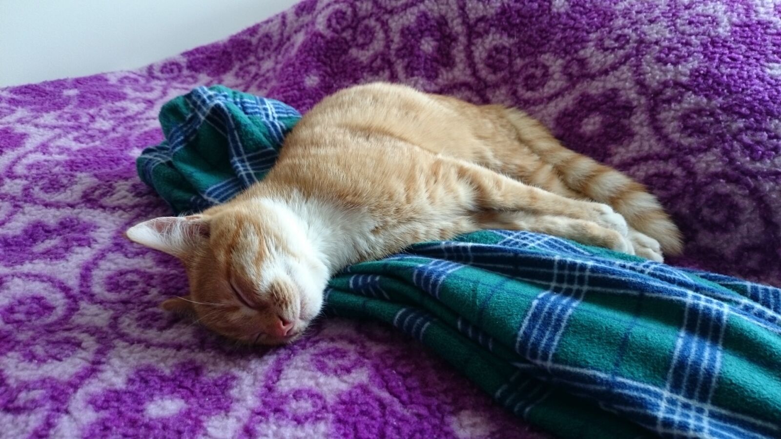 Sony Xperia Z1 sample photo. Cat, kitten, sleeping photography