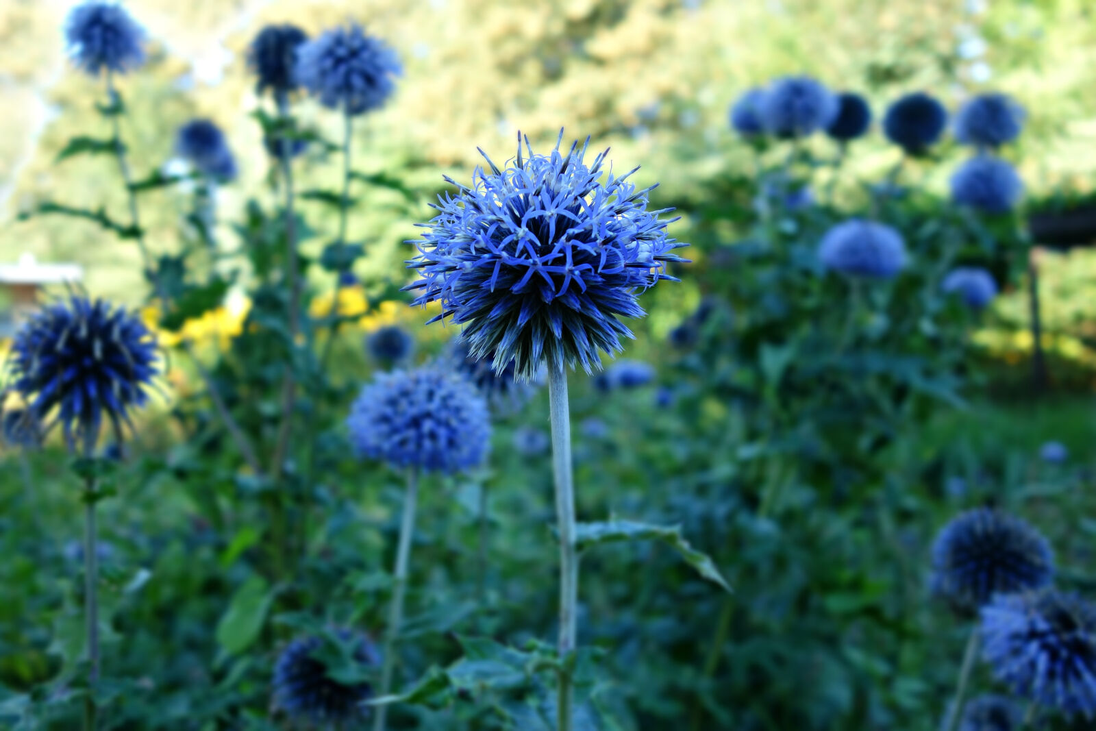 Sony Cyber-shot DSC-RX100 sample photo. Blossom, blue, flower, summer photography
