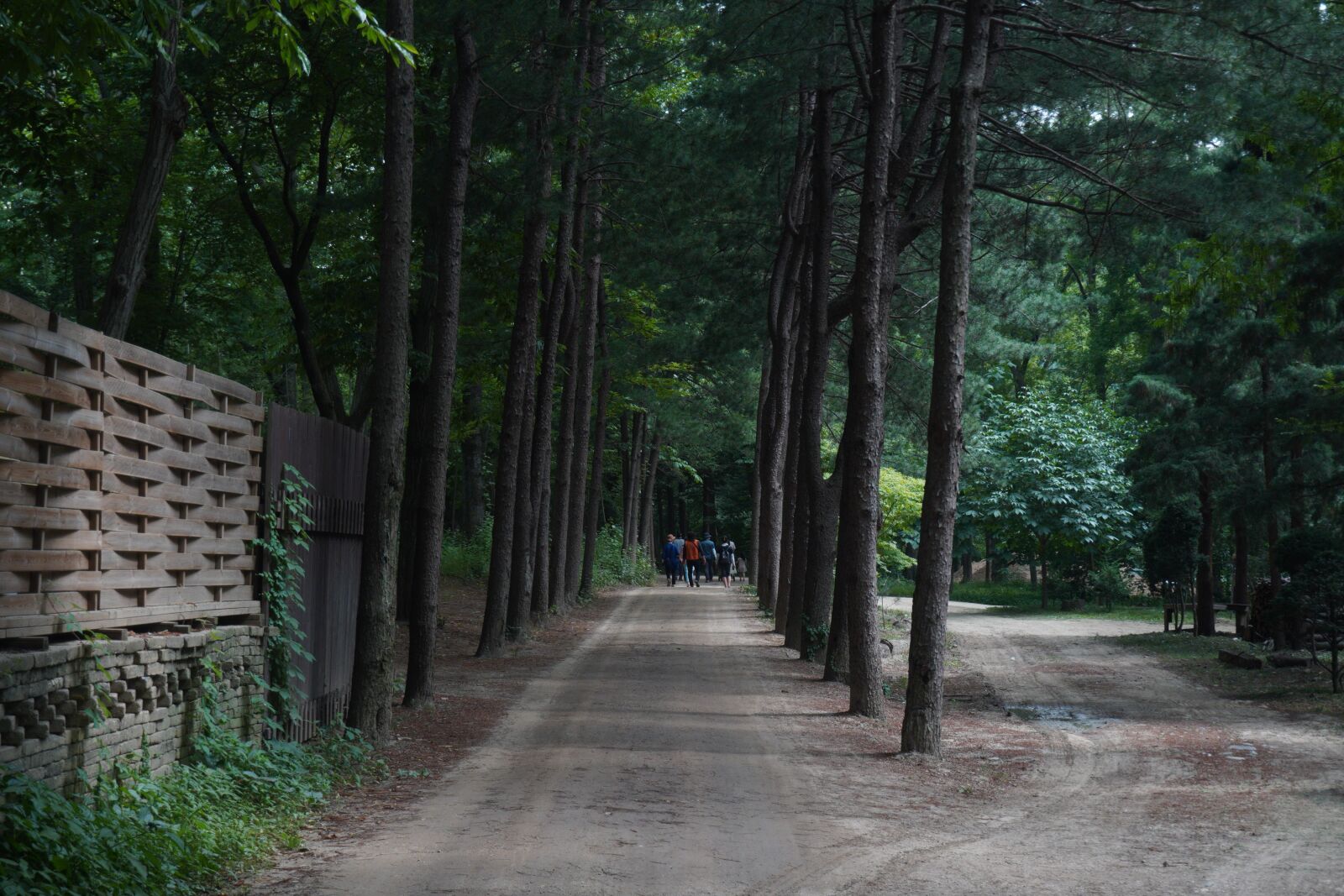 Sony a6400 sample photo. Forest, travel, scenery photography