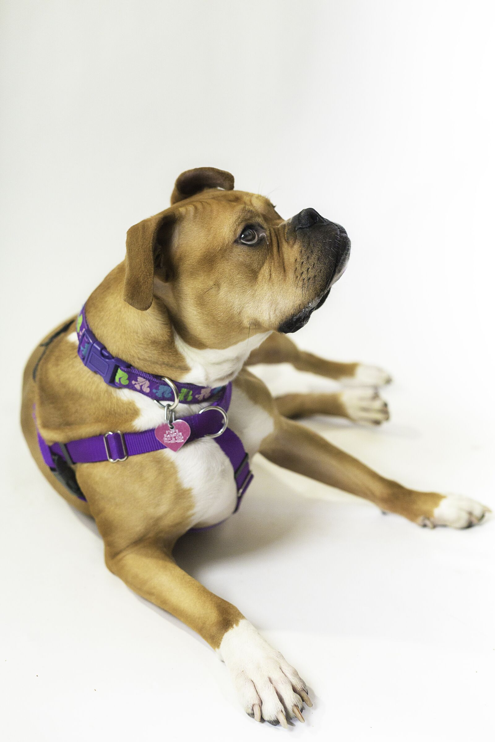 Canon EF 50mm F1.8 II sample photo. Pit bull, dog, pet photography