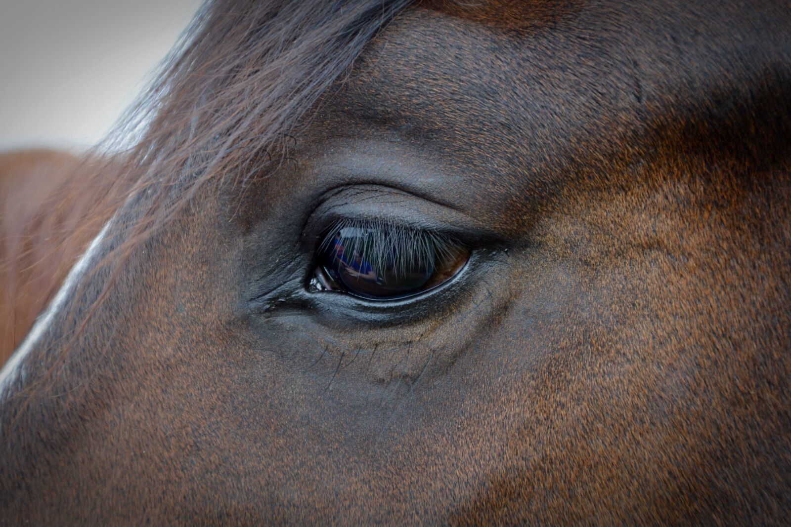 Nikon D5200 sample photo. Horse, eye, horse eye photography