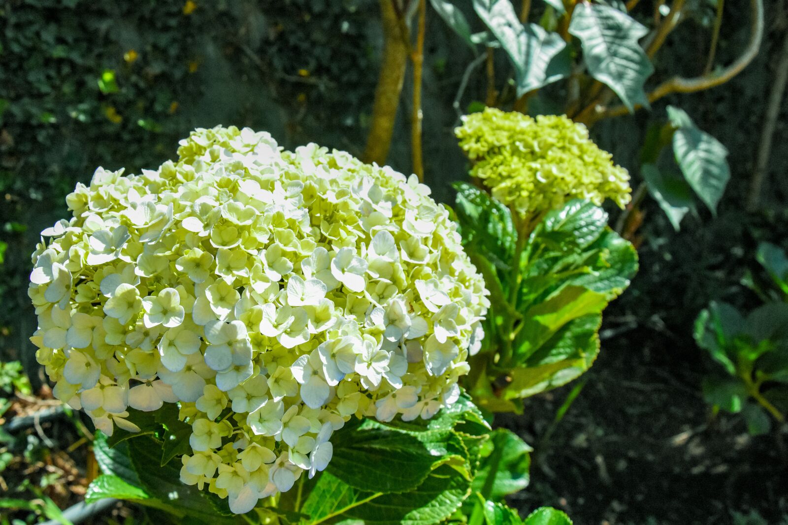 Nikon D7200 sample photo. Petals, yellow, white photography