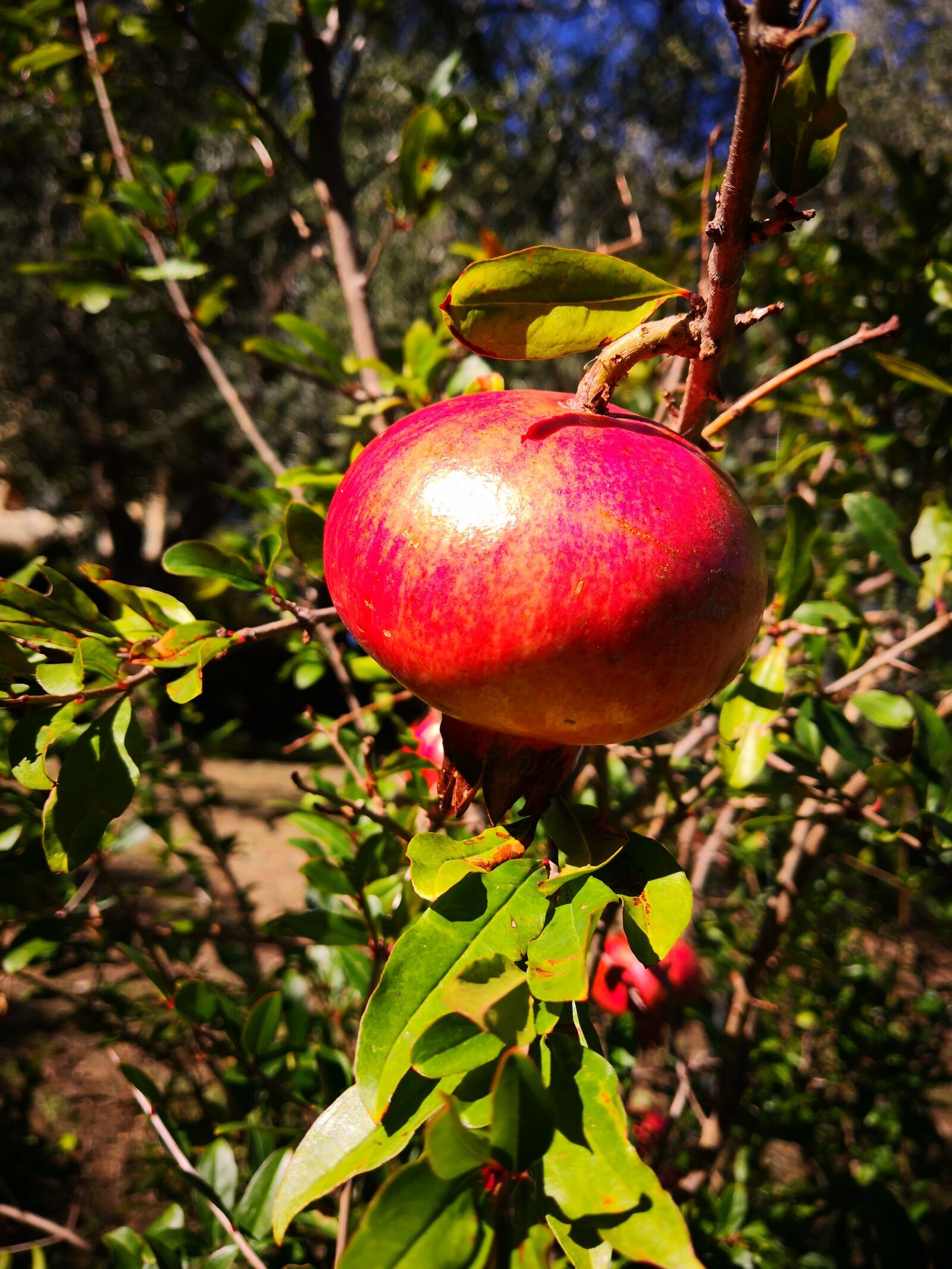 HUAWEI Mate 10 Pro sample photo. Pomegranate, apple, red photography