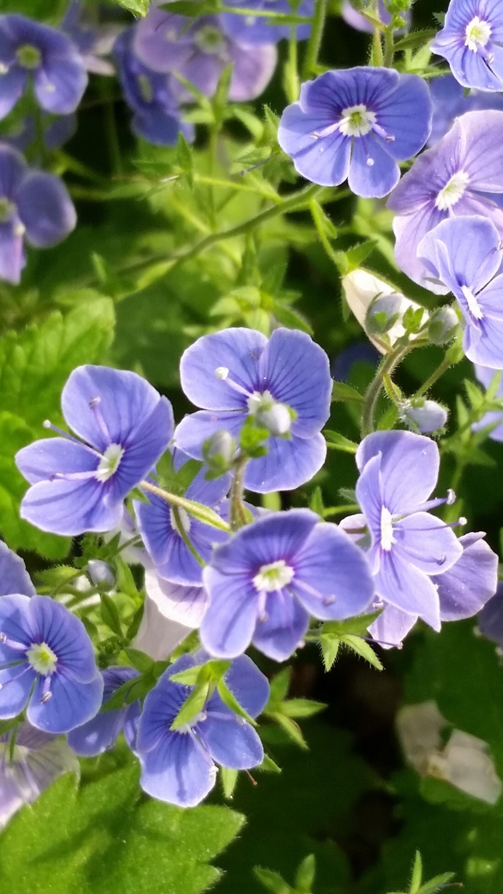 Samsung Galaxy S5 sample photo. Nature, flora, garden photography