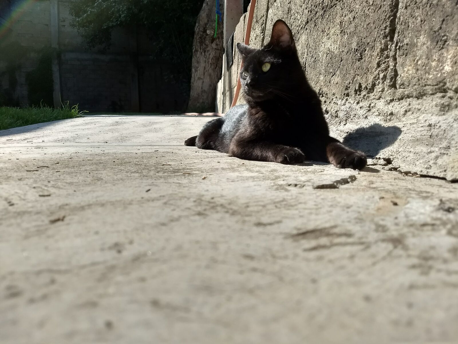 Motorola Moto G (5) Plus sample photo. Black, cat, cat, relax photography