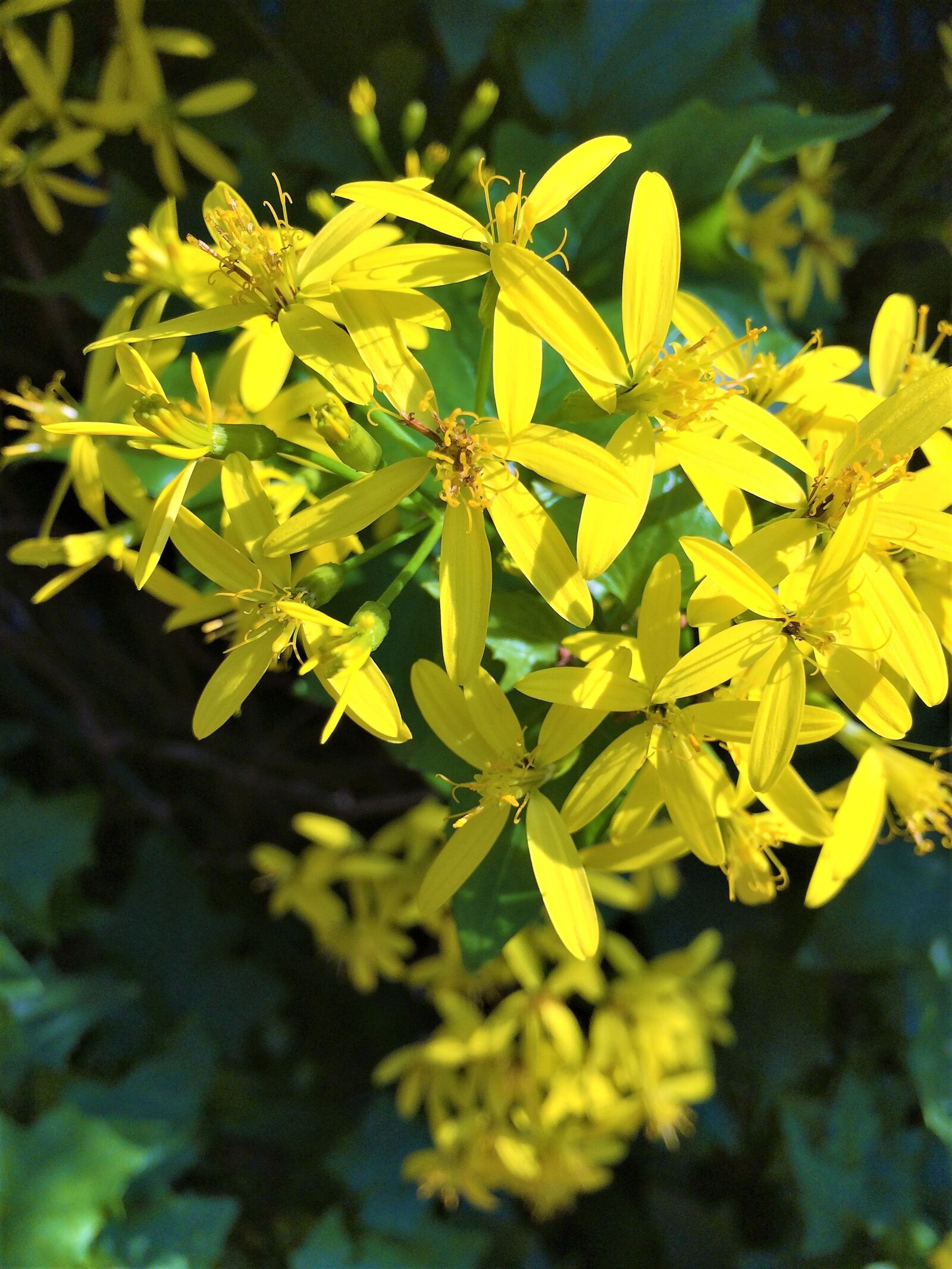 iPhone 5s back camera 4.15mm f/2.2 sample photo. Yellow, flowers, floret photography