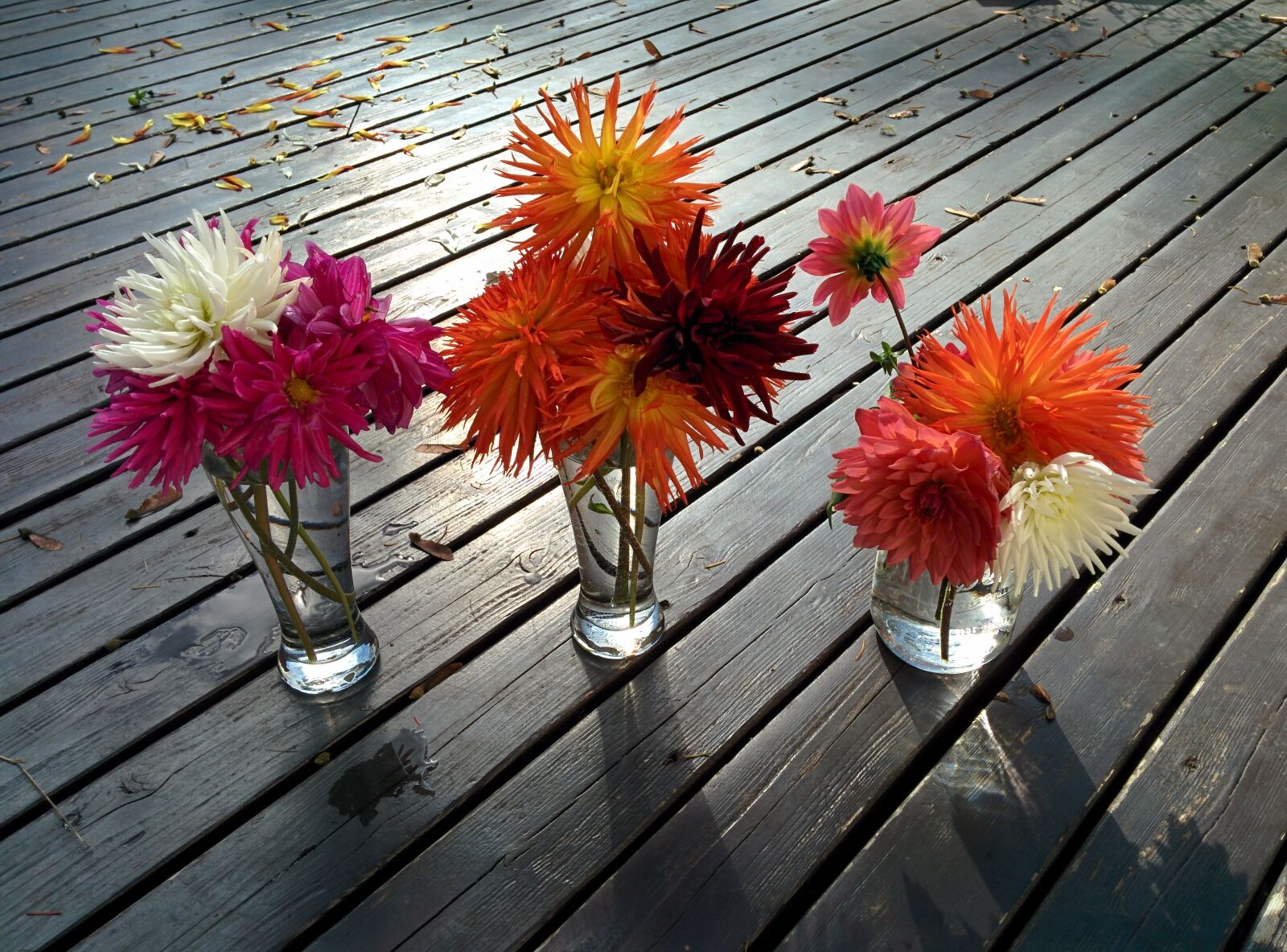 LG Nexus 5 sample photo. Flowers, dahlias, vases photography
