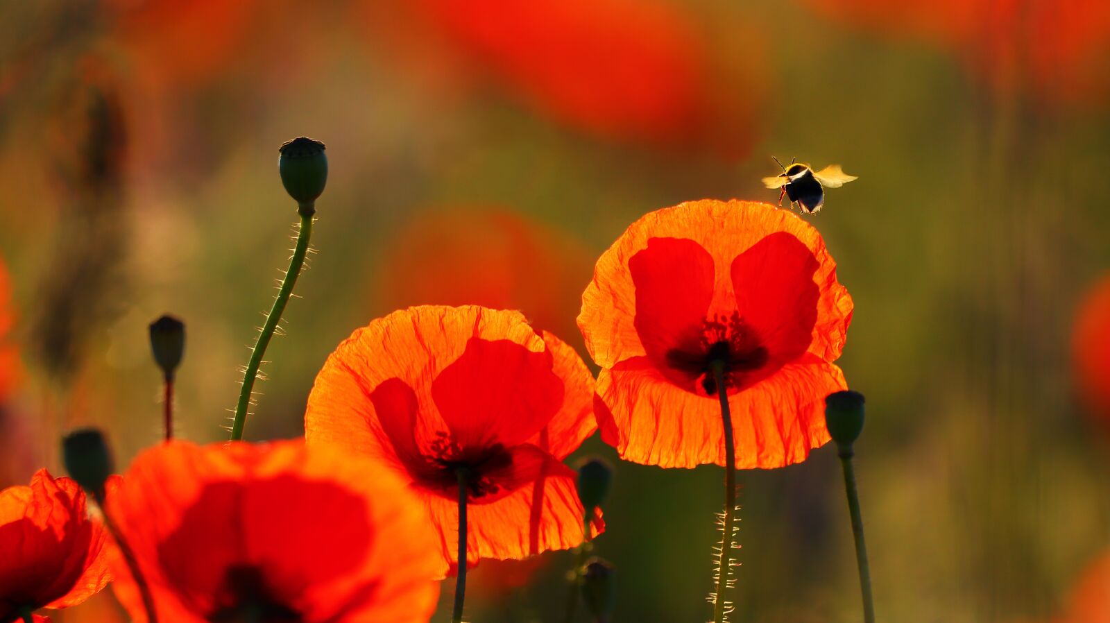 150-600mm F5-6.3 DG OS HSM | Contemporary 015 sample photo. Poppy, red, meadow photography