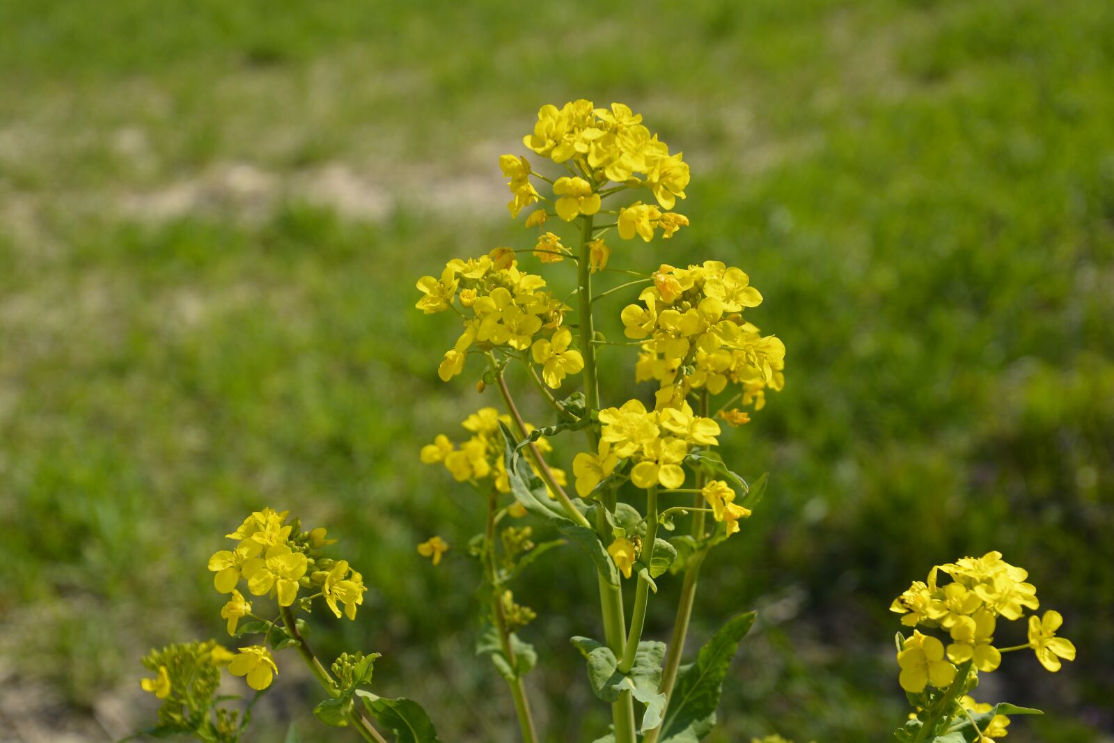 Nikon D7100 sample photo. Rare plant, rape blossom photography