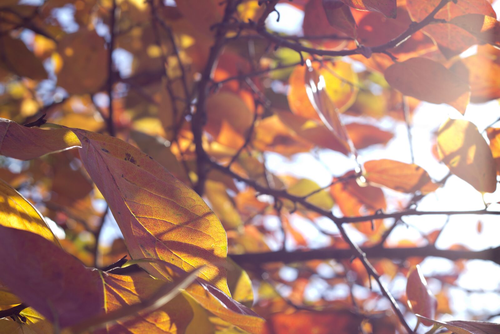 Canon EOS 60D + Canon EF 50mm F1.8 II sample photo. Autumn, leaves, fall photography