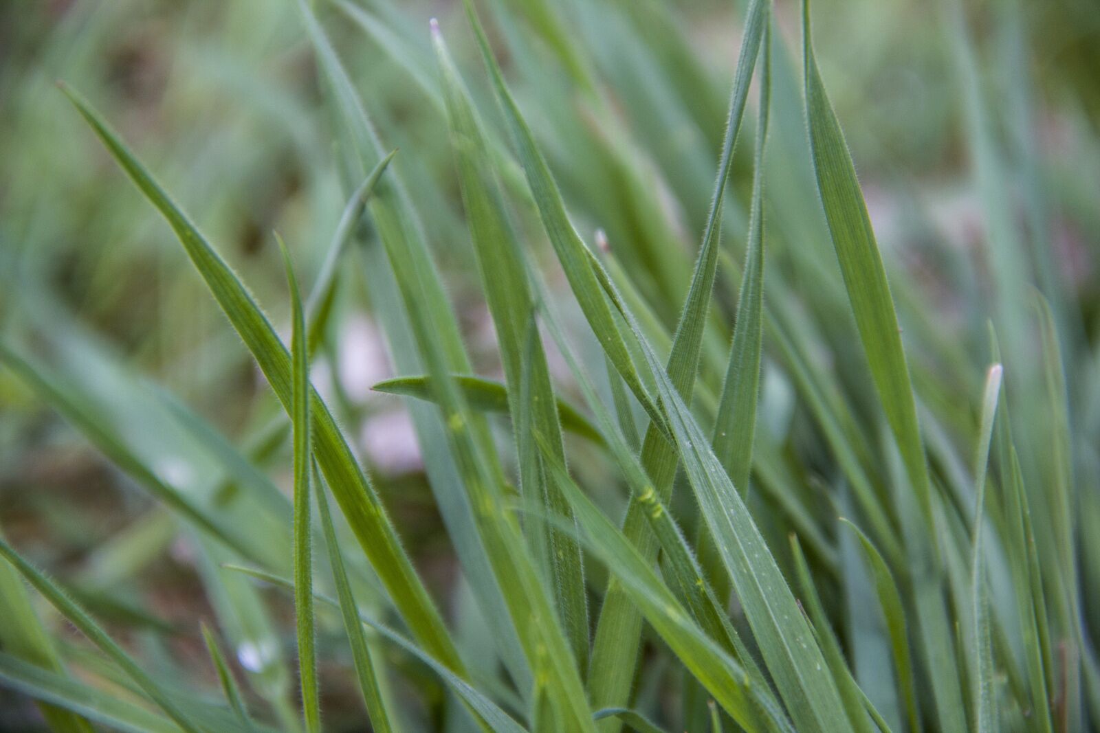 Canon EOS 550D (EOS Rebel T2i / EOS Kiss X4) sample photo. Plant, growth, grass photography