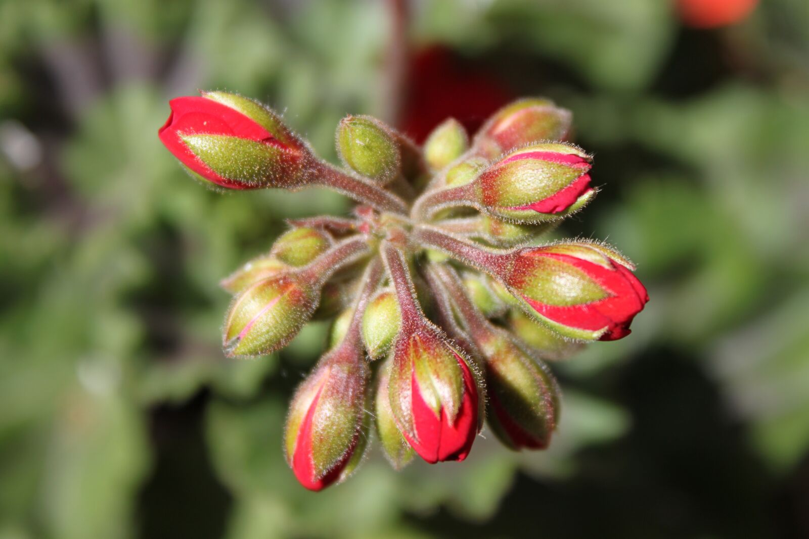 Canon EOS 500D (EOS Rebel T1i / EOS Kiss X3) sample photo. Buds, red, pelargonia photography