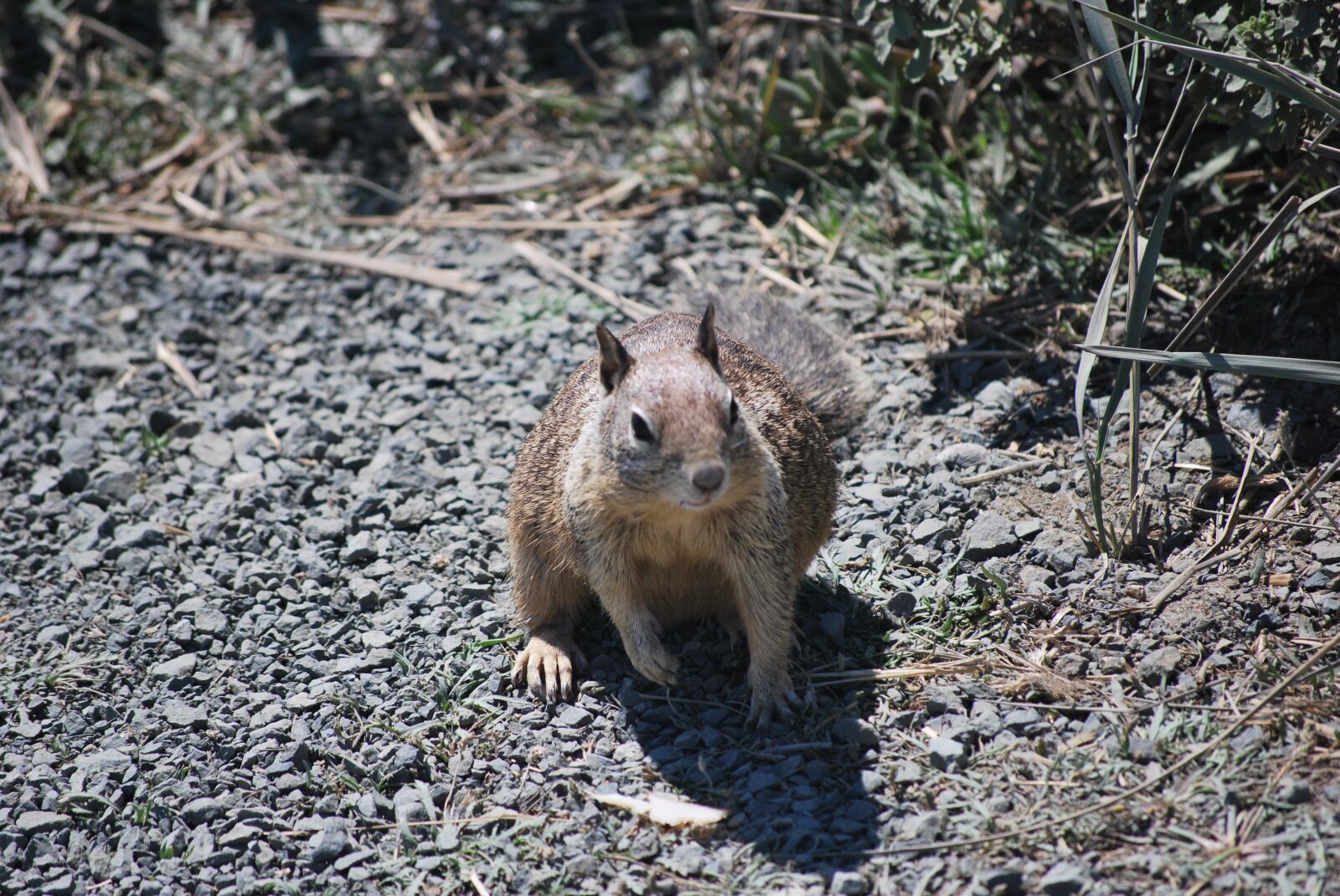 Nikon D60 sample photo. Squirrel, nature, animals photography