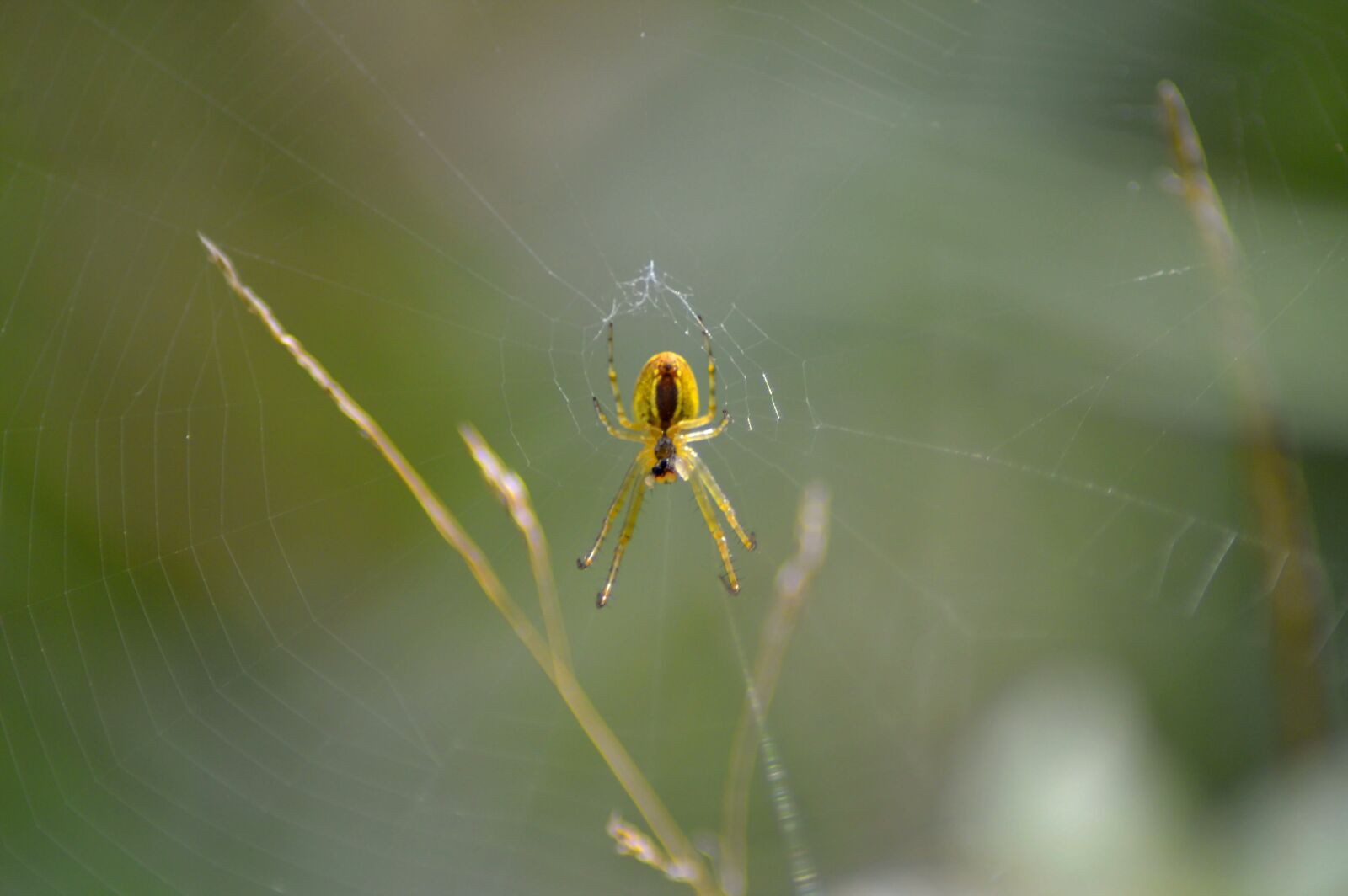 Nikon D3200 sample photo. Web, spider web, strained photography