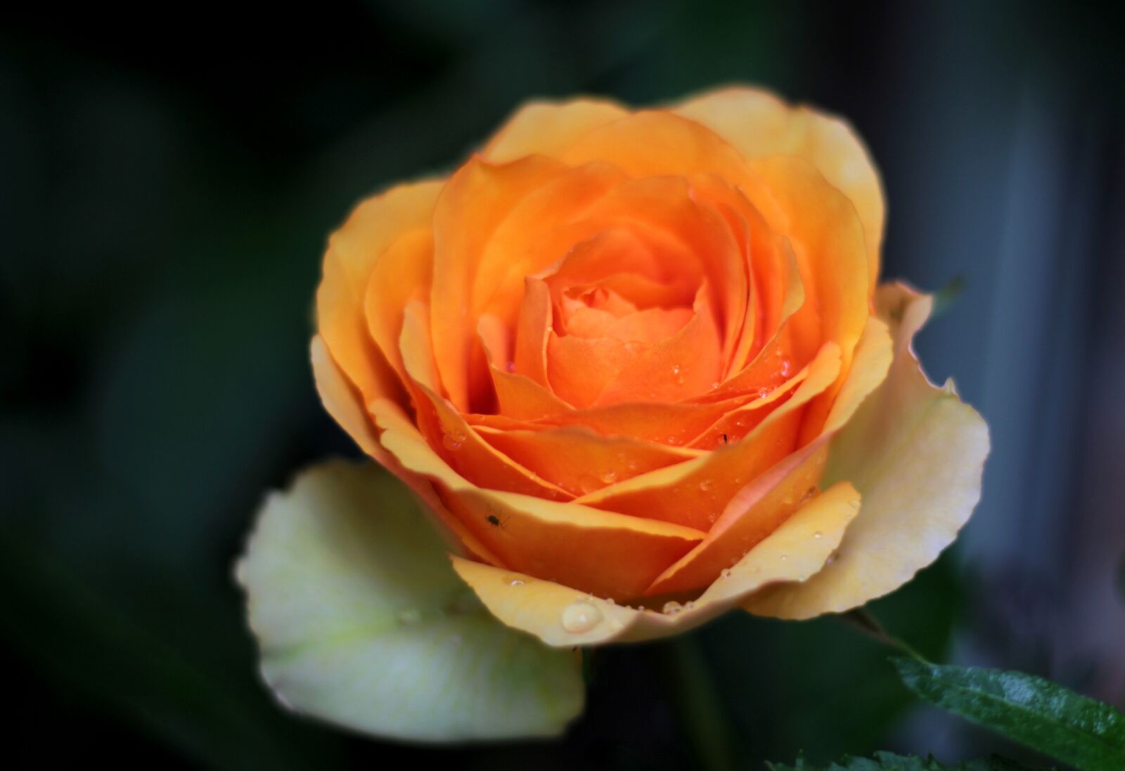 Canon EOS 600D (Rebel EOS T3i / EOS Kiss X5) sample photo. Rose, orange, water drops photography