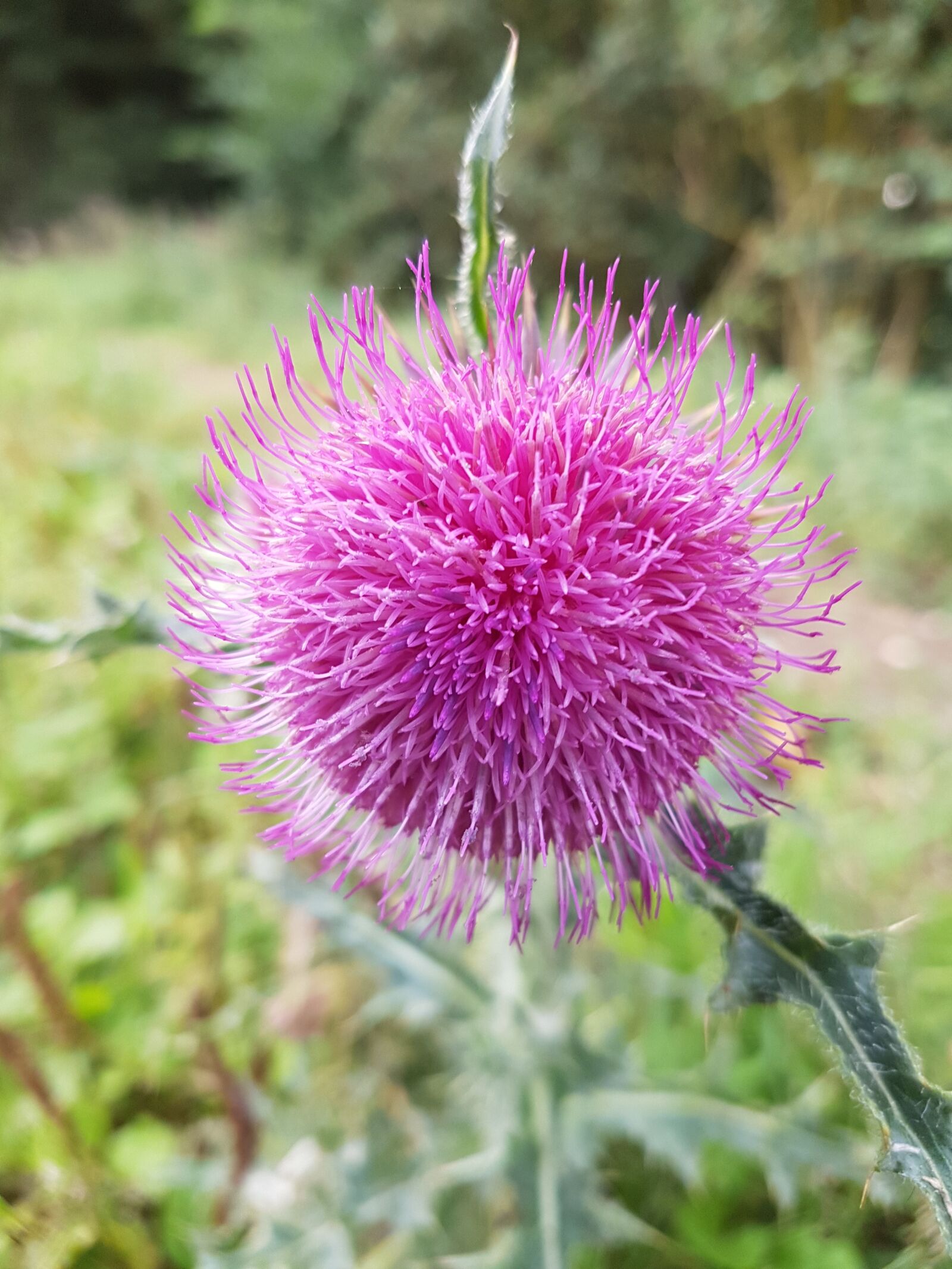 Samsung Galaxy S7 sample photo. Nature, natural, pink photography