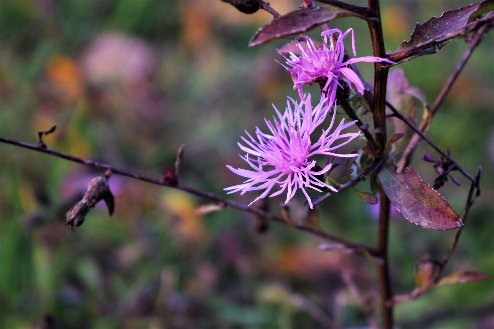 Nikon D3300 sample photo. Flower, rosa, pink flower photography