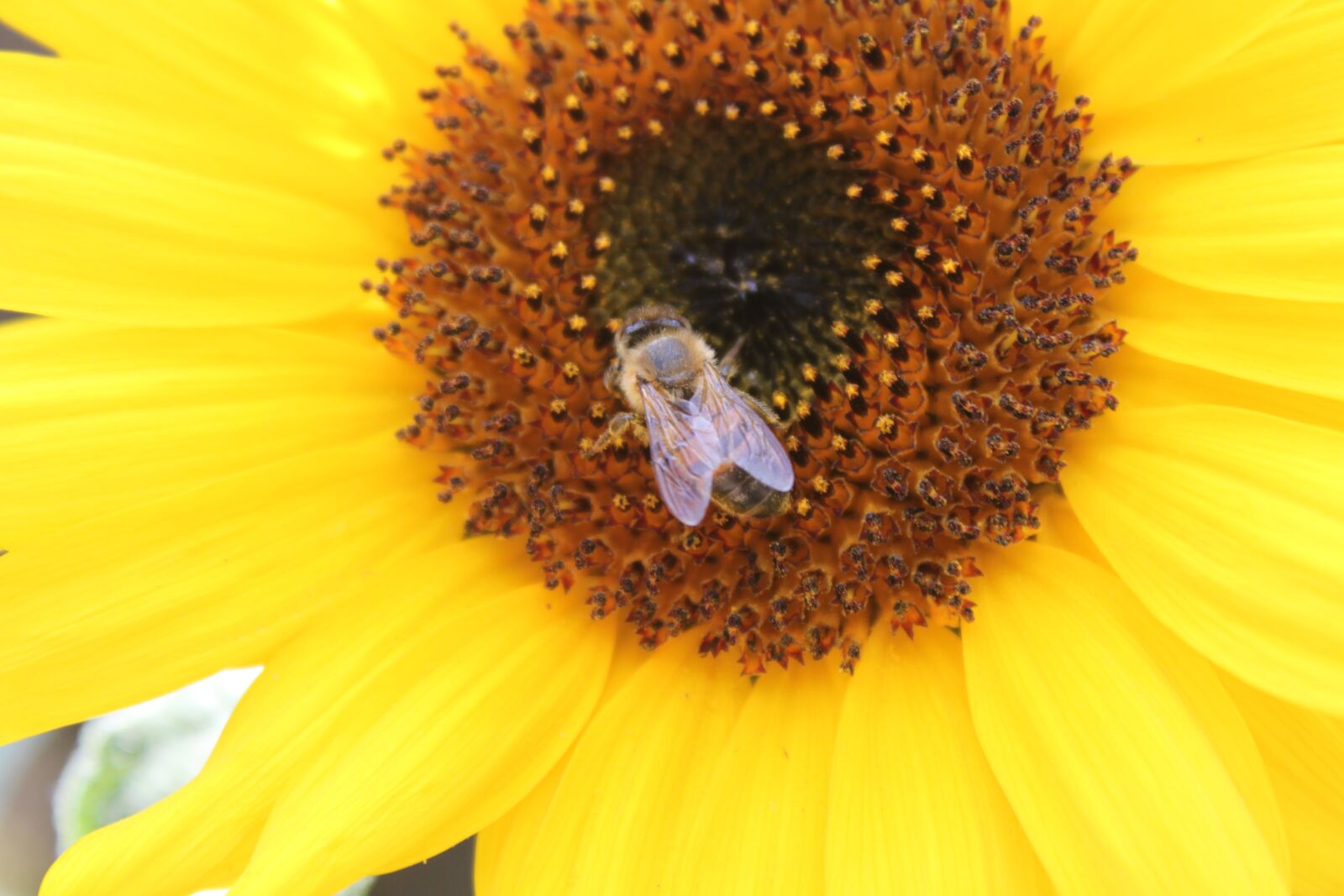 Canon EOS 500D (EOS Rebel T1i / EOS Kiss X3) sample photo. Flower, yellow, sunflower photography