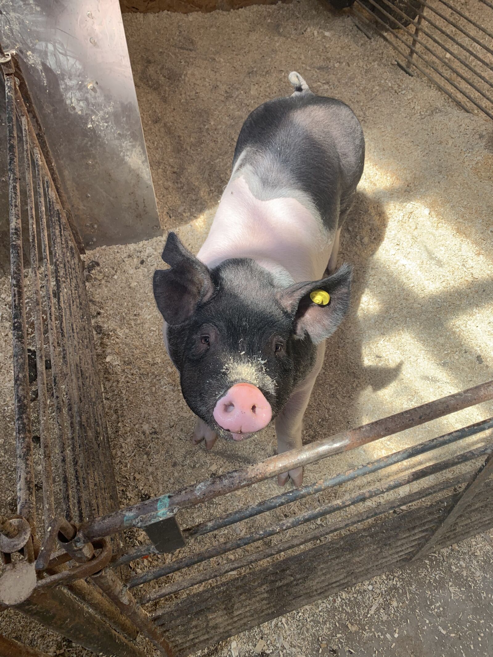 Apple iPhone XR sample photo. Pig, farm, ranch photography