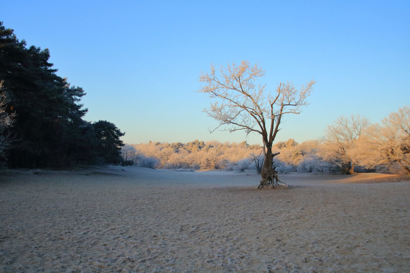 Canon EOS 750D (EOS Rebel T6i / EOS Kiss X8i) sample photo. Morning, dead tree, landscape photography