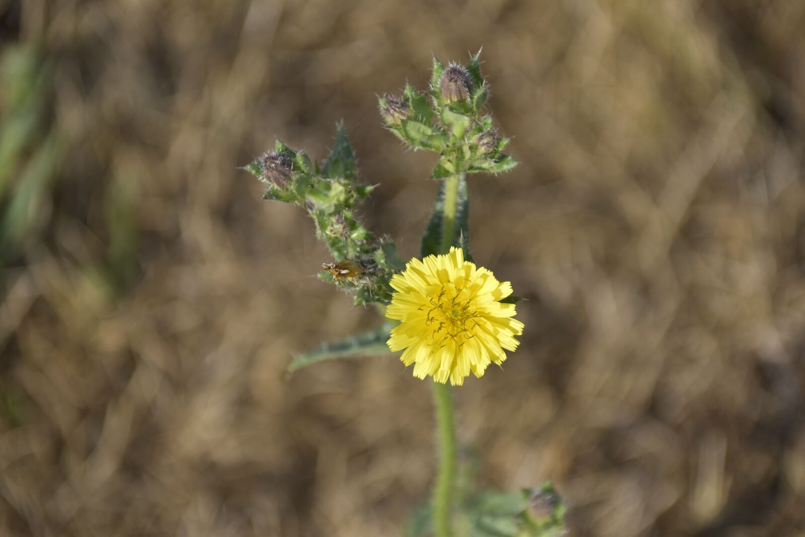 Nikon D5600 sample photo. Flower, wild flowers, flower photography