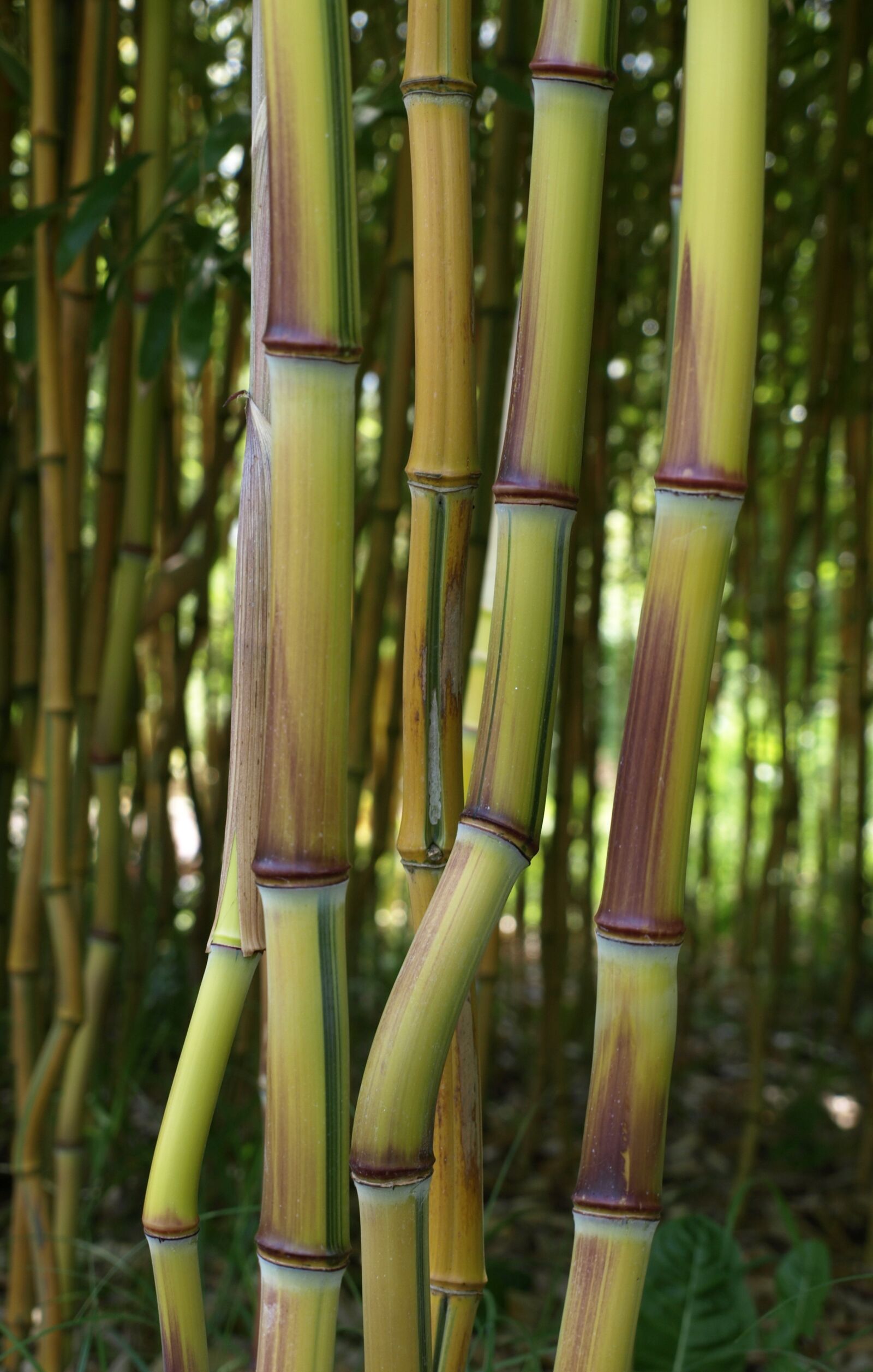 Olympus E-510 (EVOLT E-510) sample photo. Bamboo, zen, plant photography