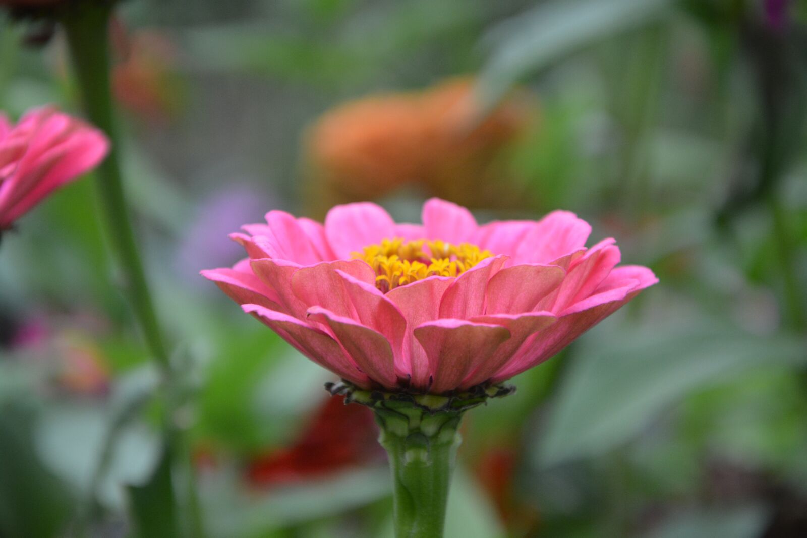 Nikon D5200 sample photo. Pink flower, flowers, plant photography