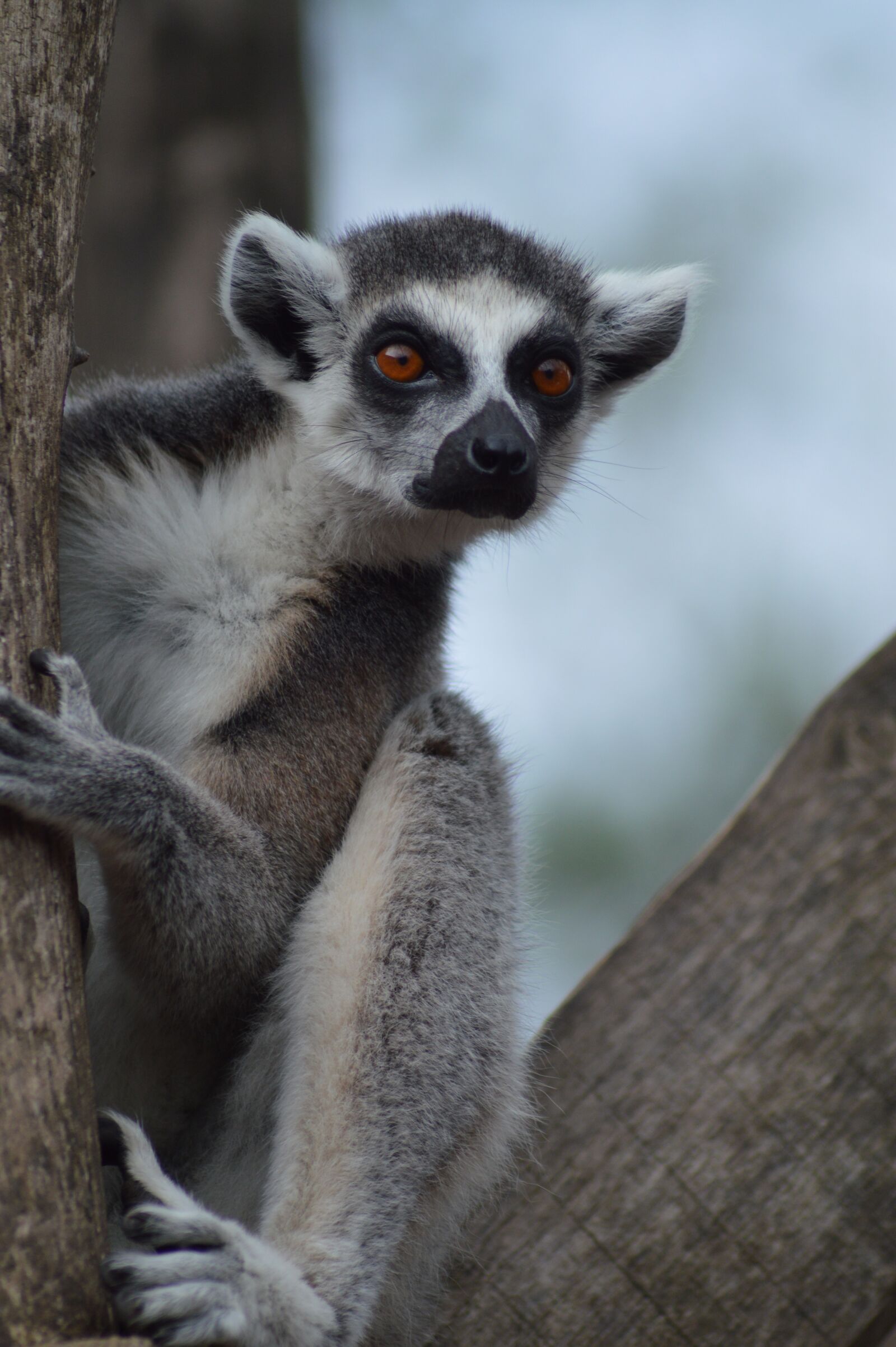 Nikon D3200 sample photo. Animal, lemur, tree photography