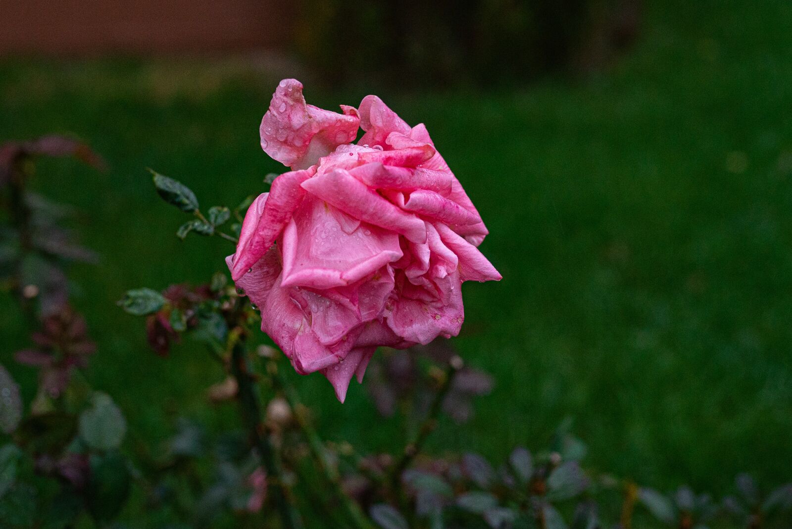 Sony a7S sample photo. An ugly rose, rain photography