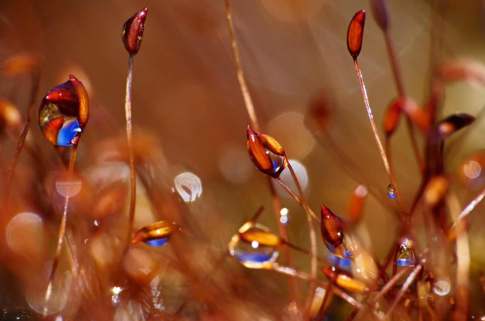 Panasonic Lumix DMC-FZ1000 sample photo. Moss, drop of water photography