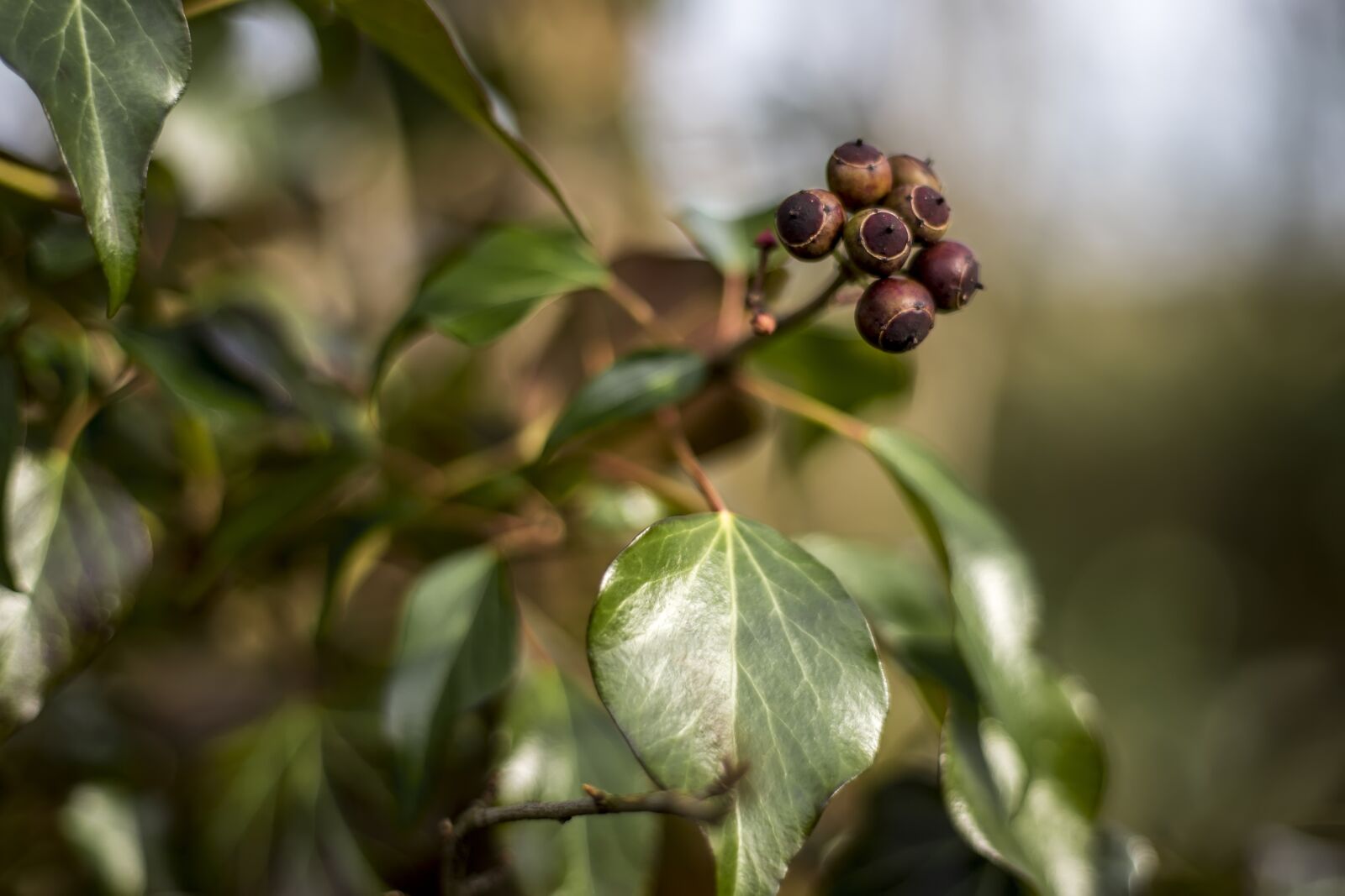 Canon EF 50mm F1.8 STM sample photo. Berry, fruit, red photography