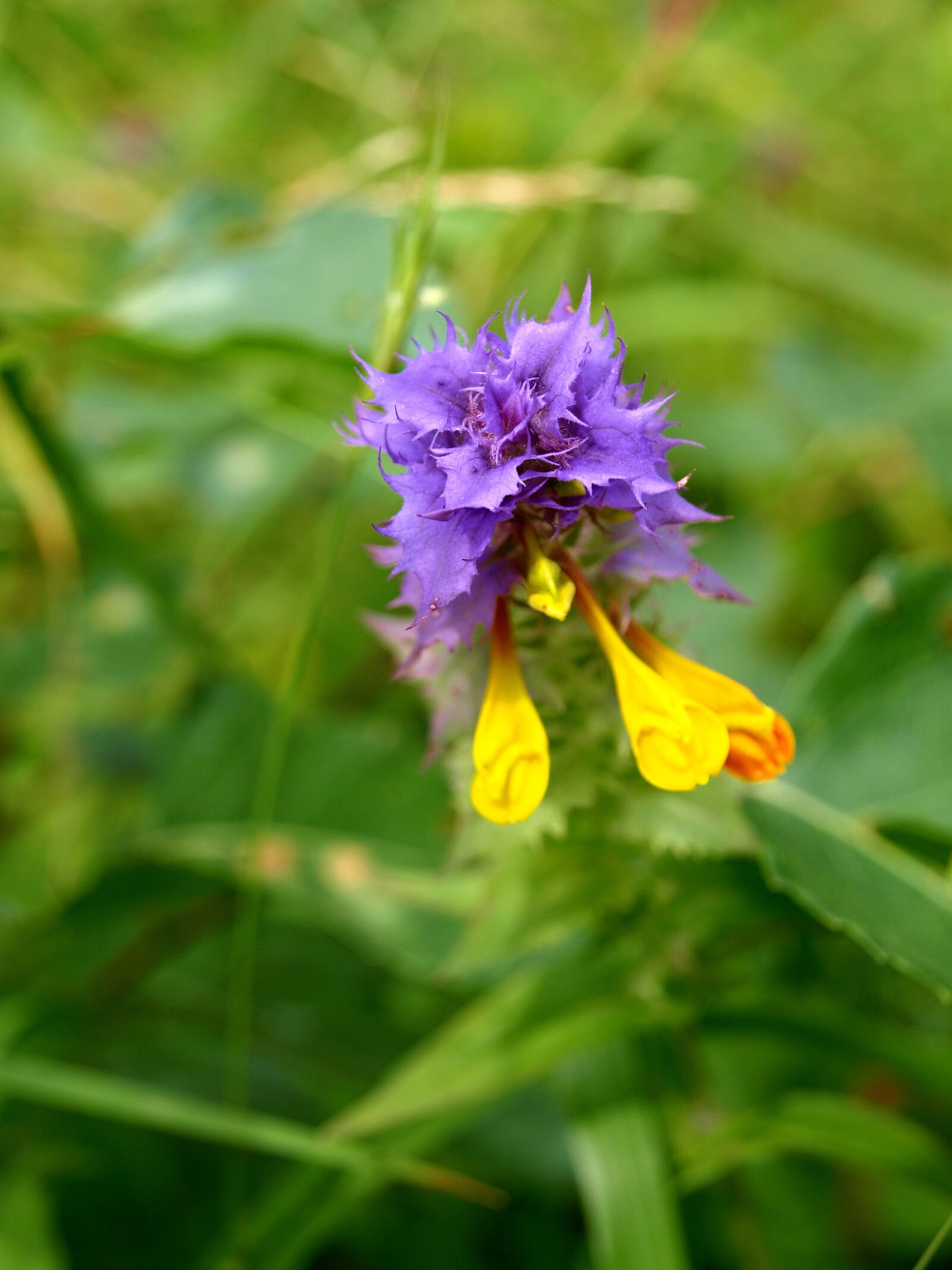 Olympus E-510 (EVOLT E-510) sample photo. Flowers, forests, nature photography