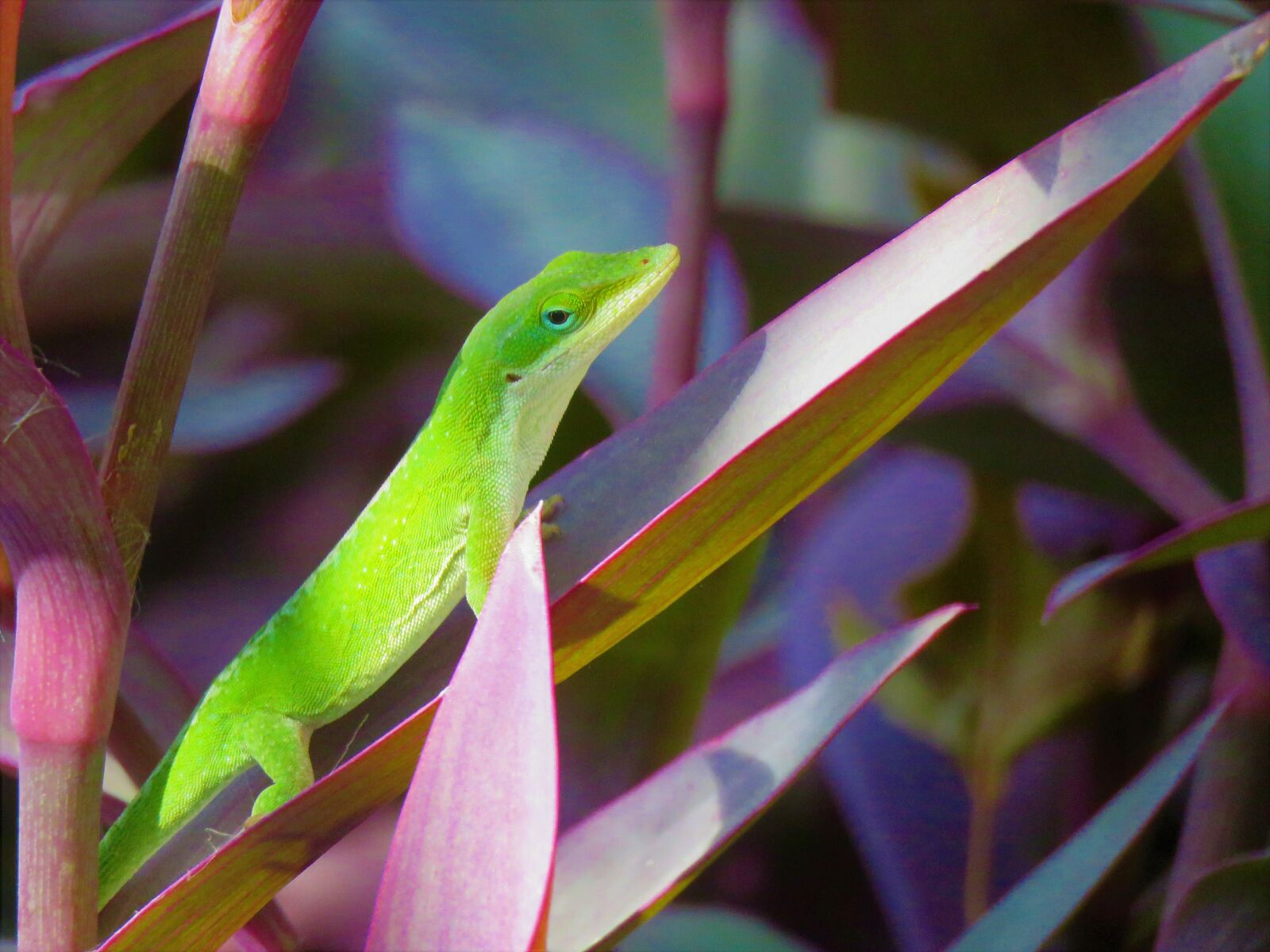 Canon PowerShot SX60 HS sample photo. Reptile, lizard, green photography