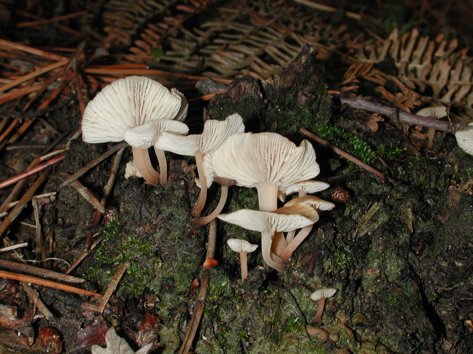 Nikon E990 sample photo. Fungus, nature, white mushroom photography