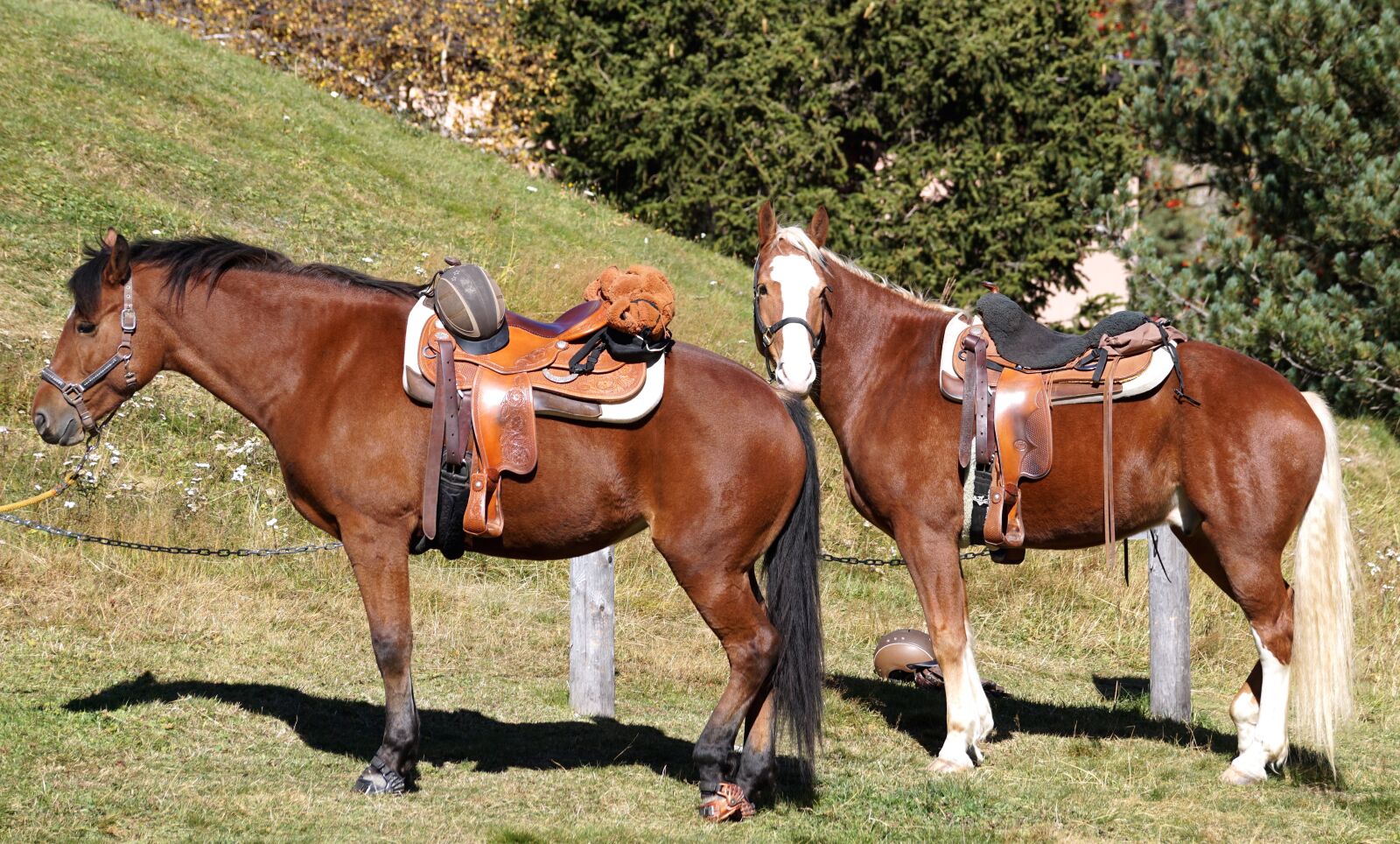 Sony DT 55-300mm F4.5-5.6 SAM sample photo. Horses, riding horses, saddle photography