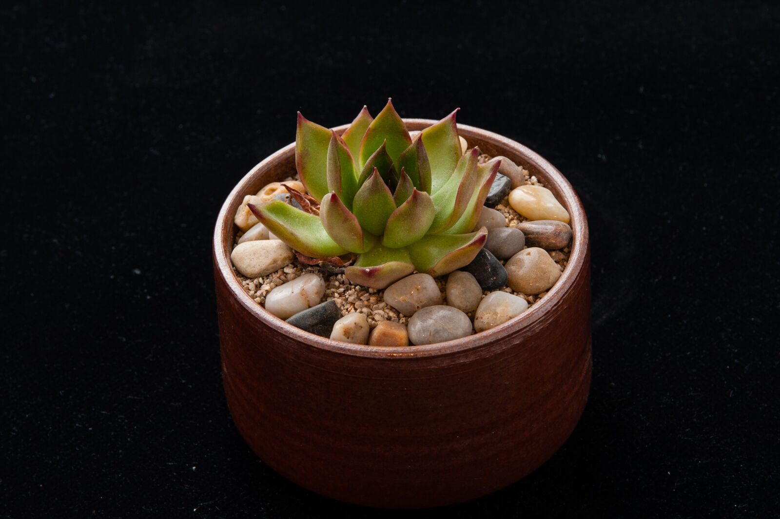 Nikon D700 sample photo. The fleshy, plant, gardening photography