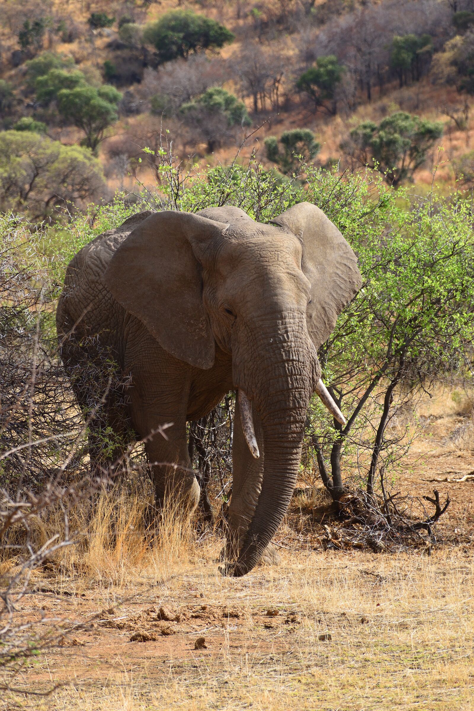 Nikon D5600 sample photo. Elephant, africa, animal photography