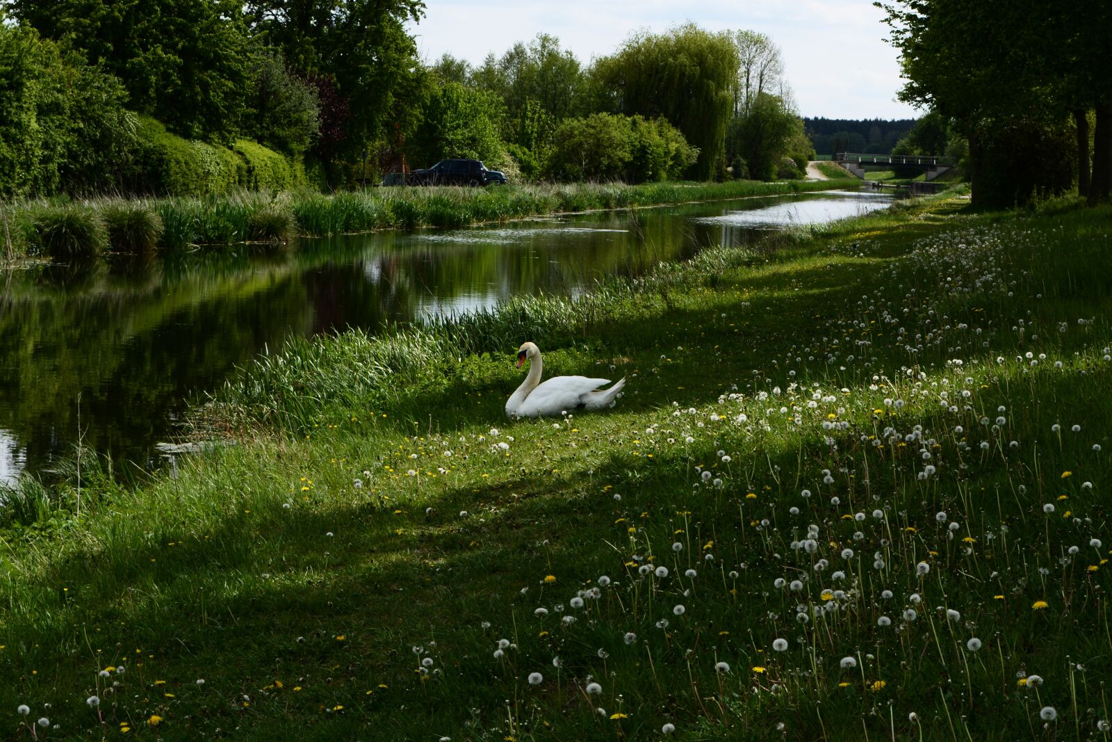 Nikon D5200 sample photo. Swan, meadow, animal photography