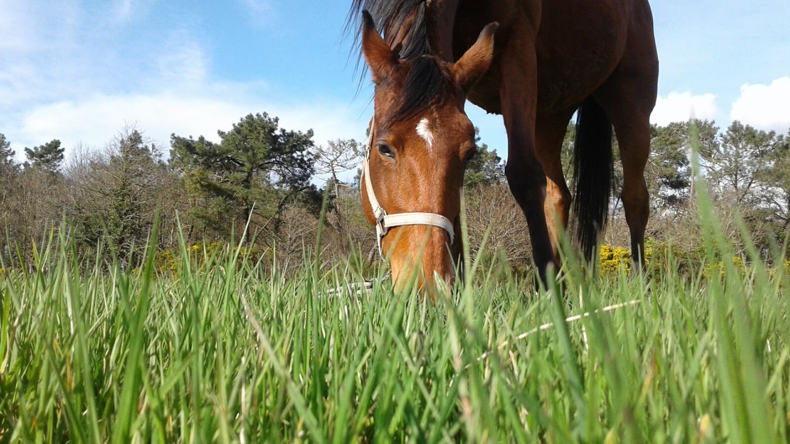 Samsung Galaxy J1 sample photo. Horse walker, horse, close photography