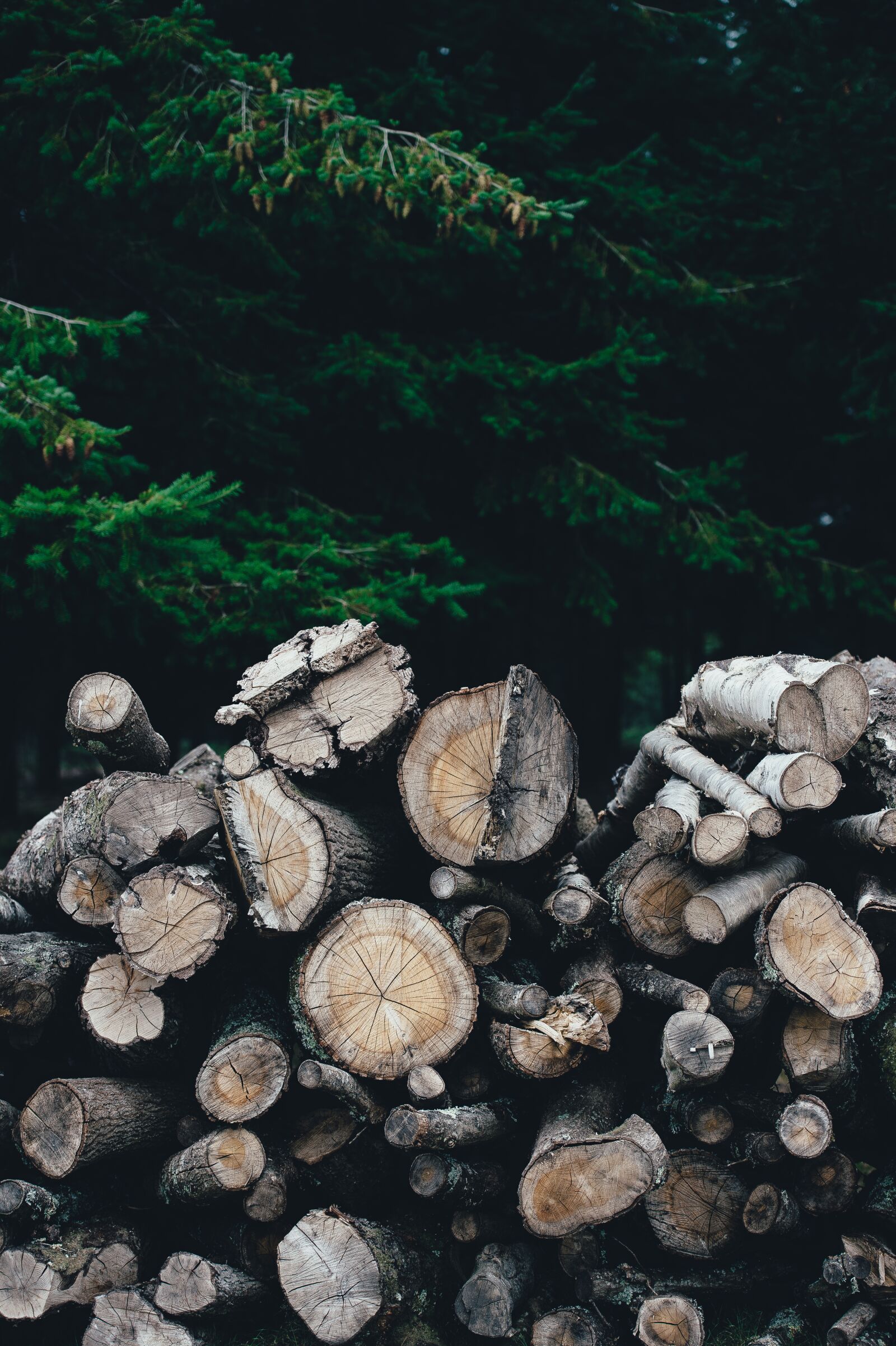 Nikon D4S sample photo. Firewood, logs, nature photography