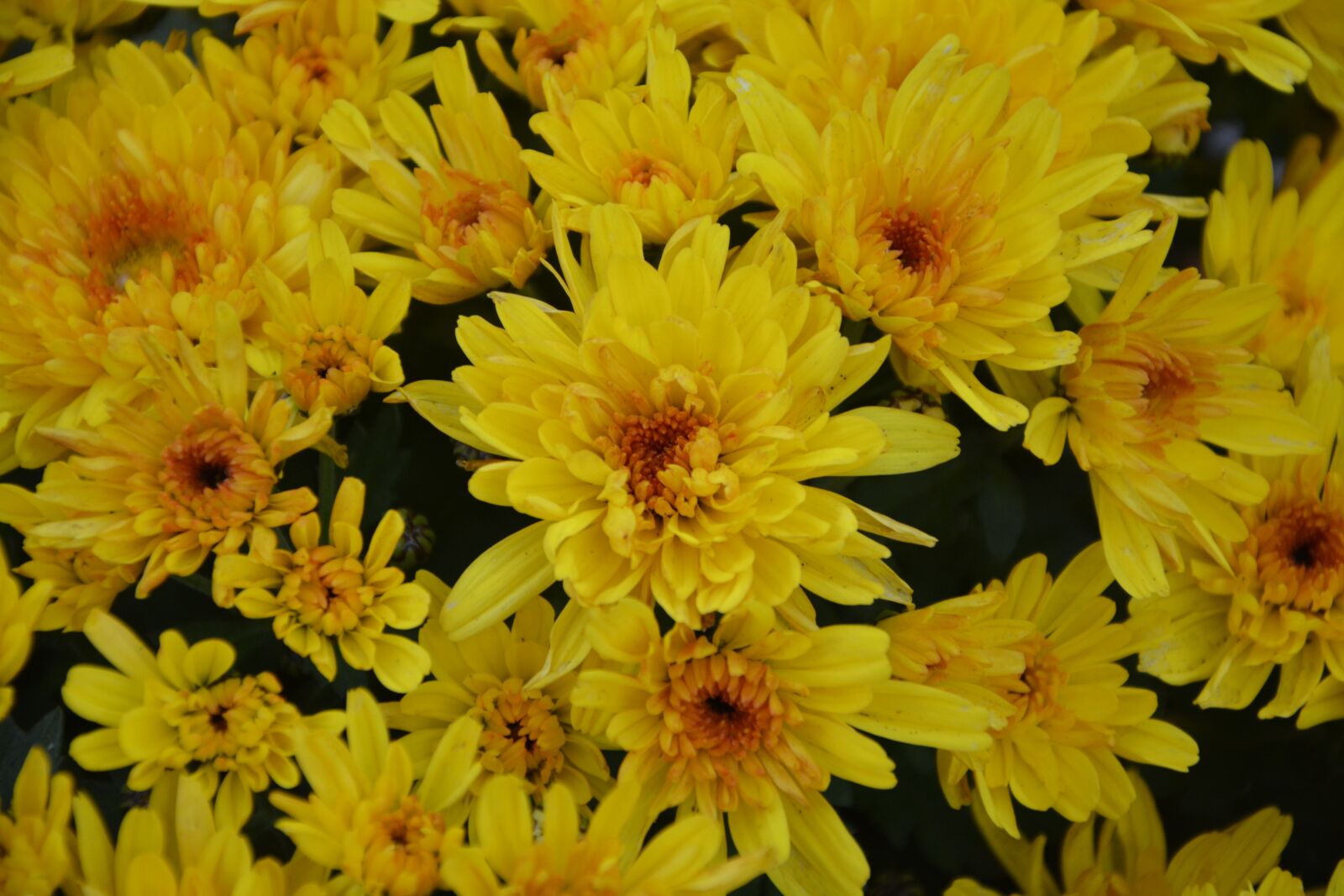 Nikon D5200 sample photo. Yellow flowers, yellow chrysanthemums photography
