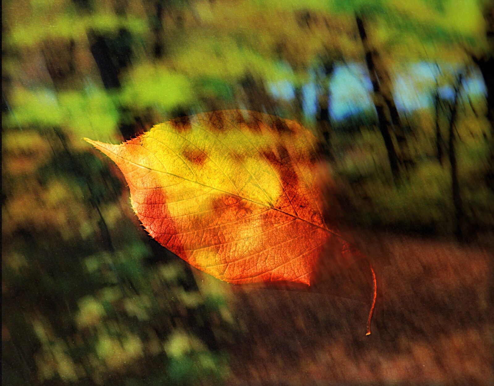 Nikon D3200 sample photo. Leaf, leaves, nature photography