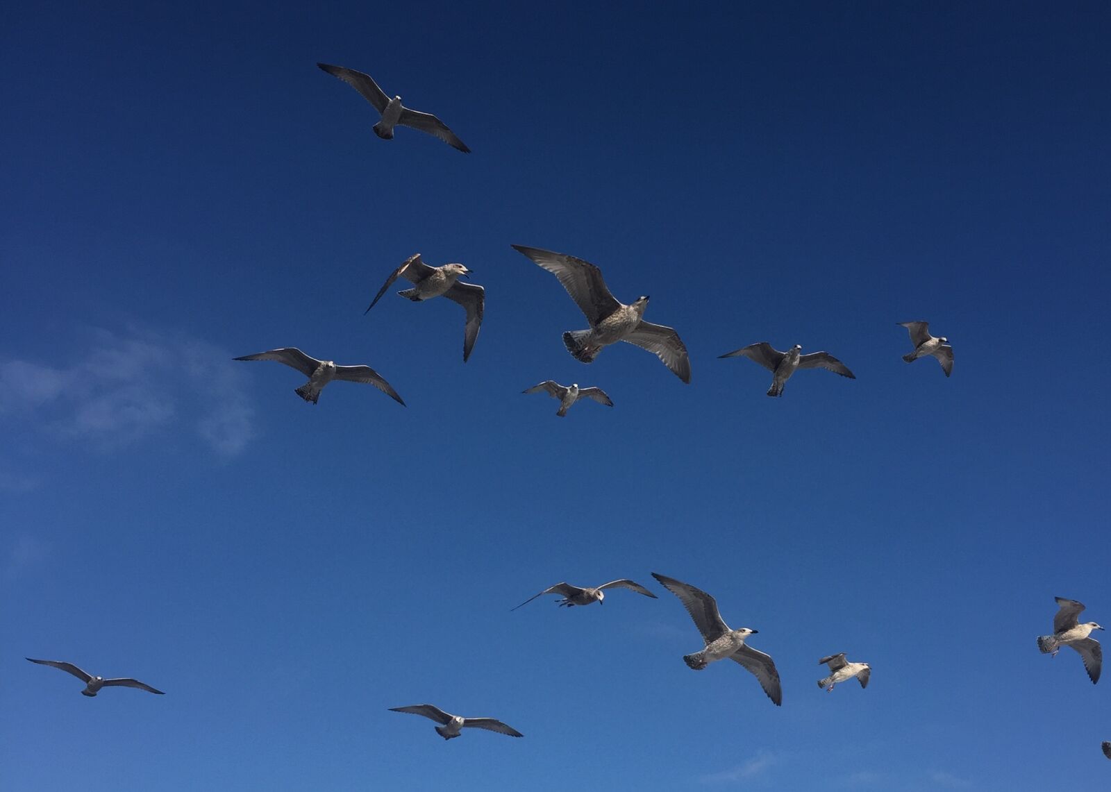 Apple iPhone 6 sample photo. Gulls, birds, air photography