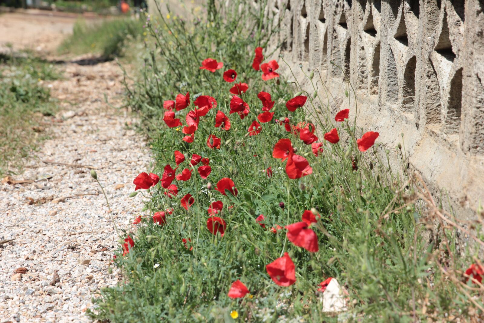 Canon EOS 550D (EOS Rebel T2i / EOS Kiss X4) sample photo. Road, poppies, nature photography