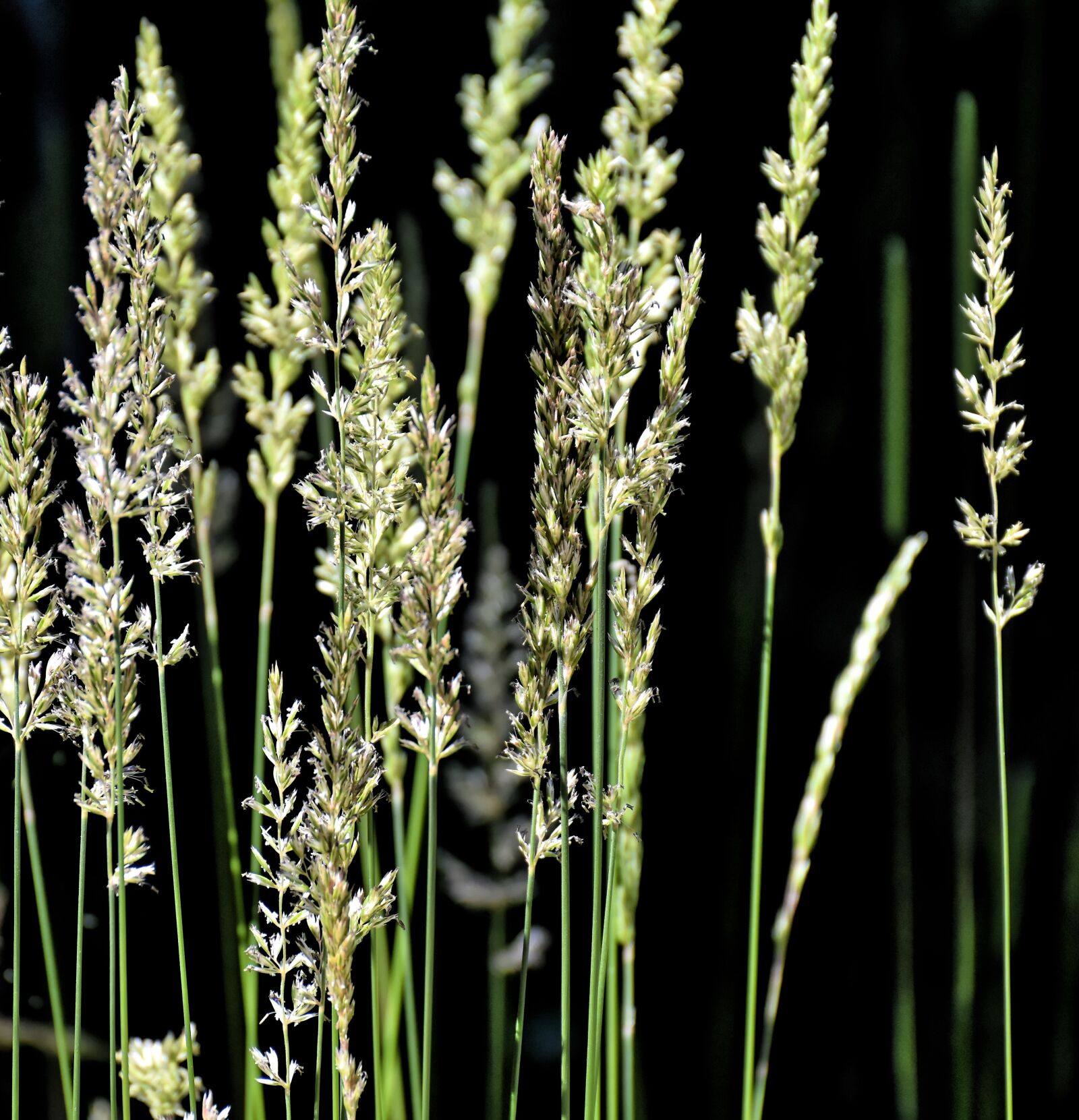 Nikon D7200 sample photo. Grasses, nature, plant photography