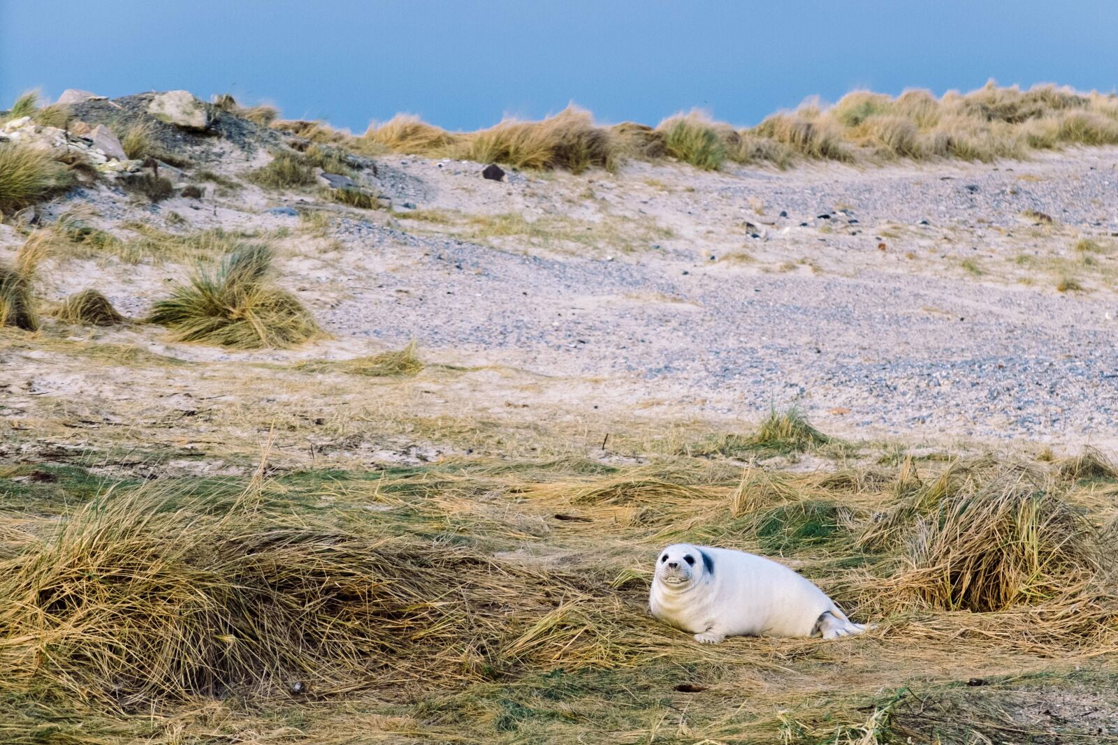 Fujifilm X20 sample photo. Beach, grass, nature photography