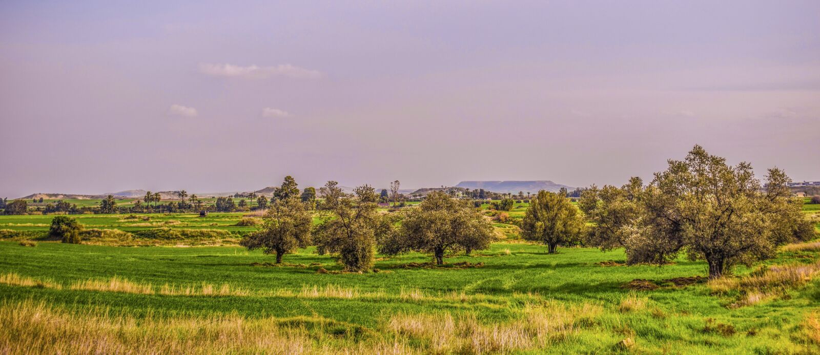 Nikon D3300 sample photo. Nature, grass, agriculture photography